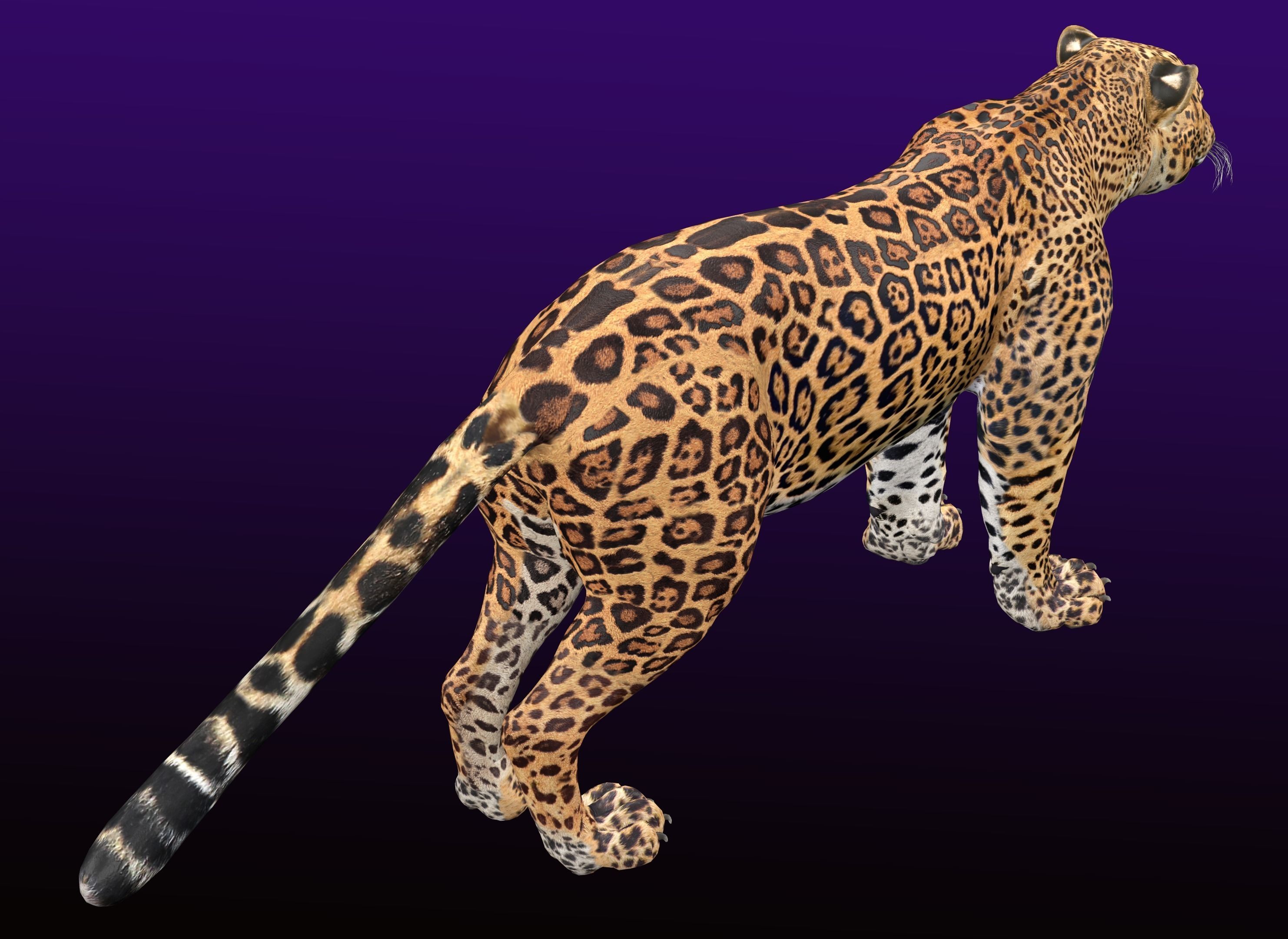 Jaguar Rigged 3D model_7