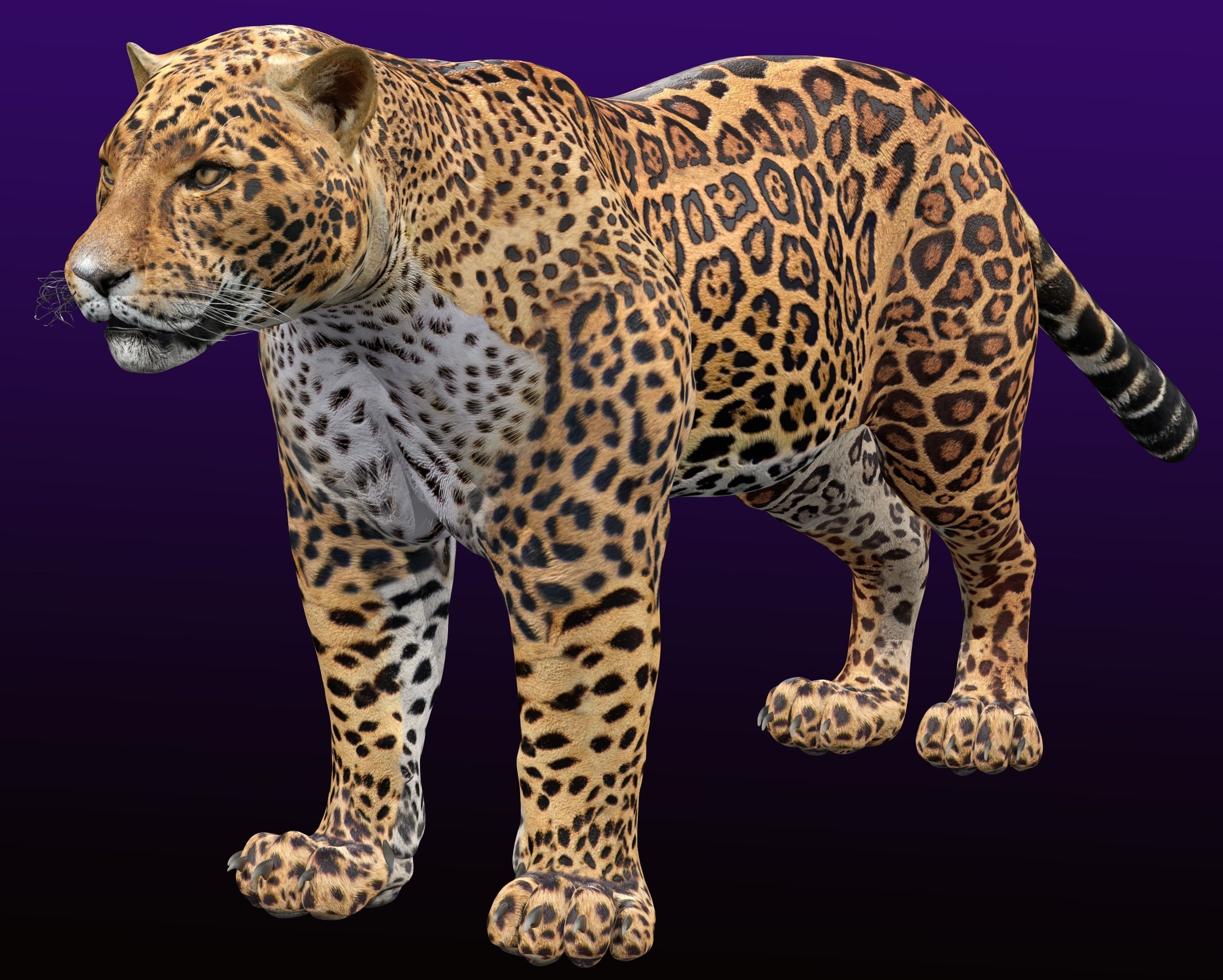 Jaguar Rigged 3D model_4