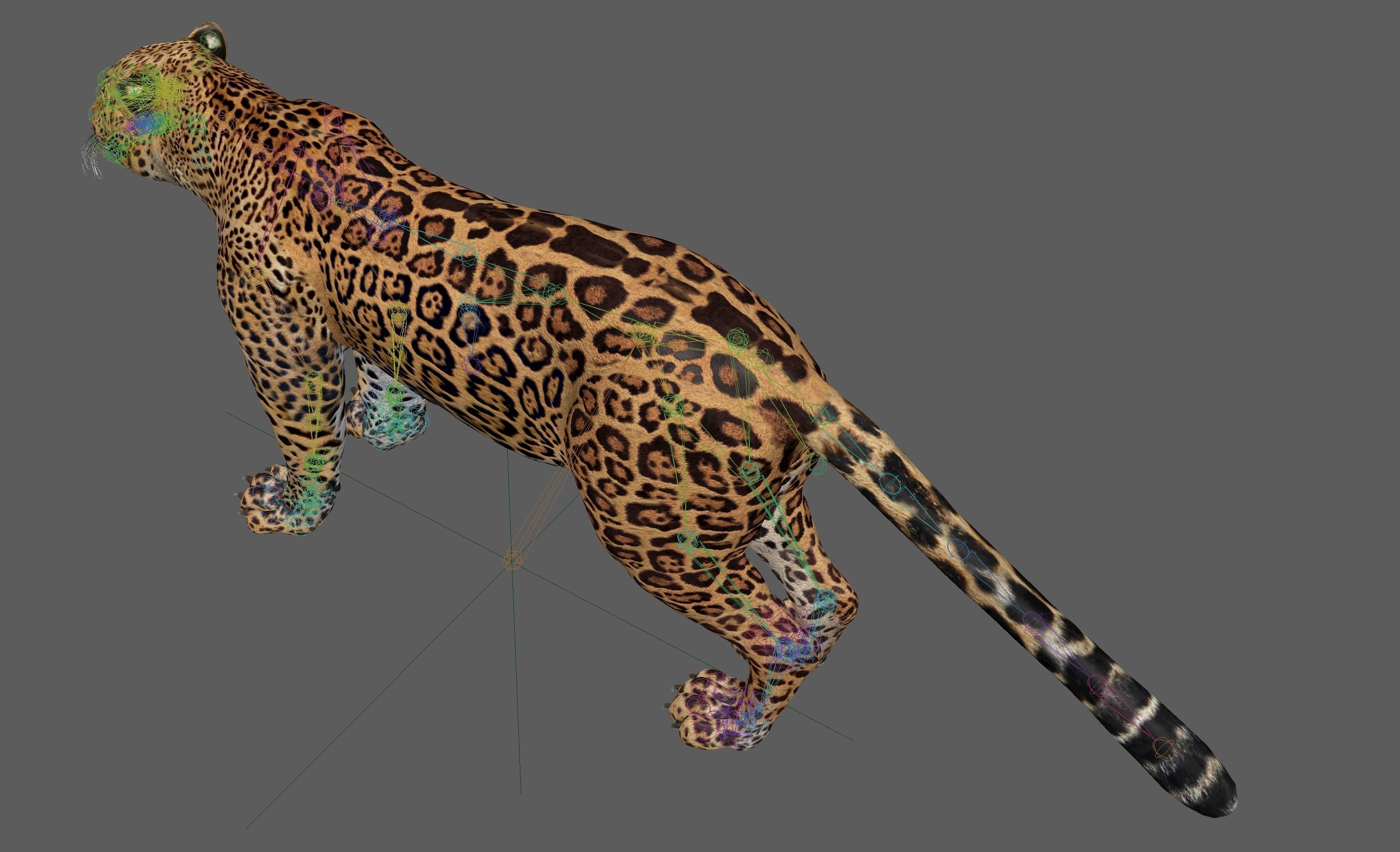 Jaguar Rigged 3D model_18