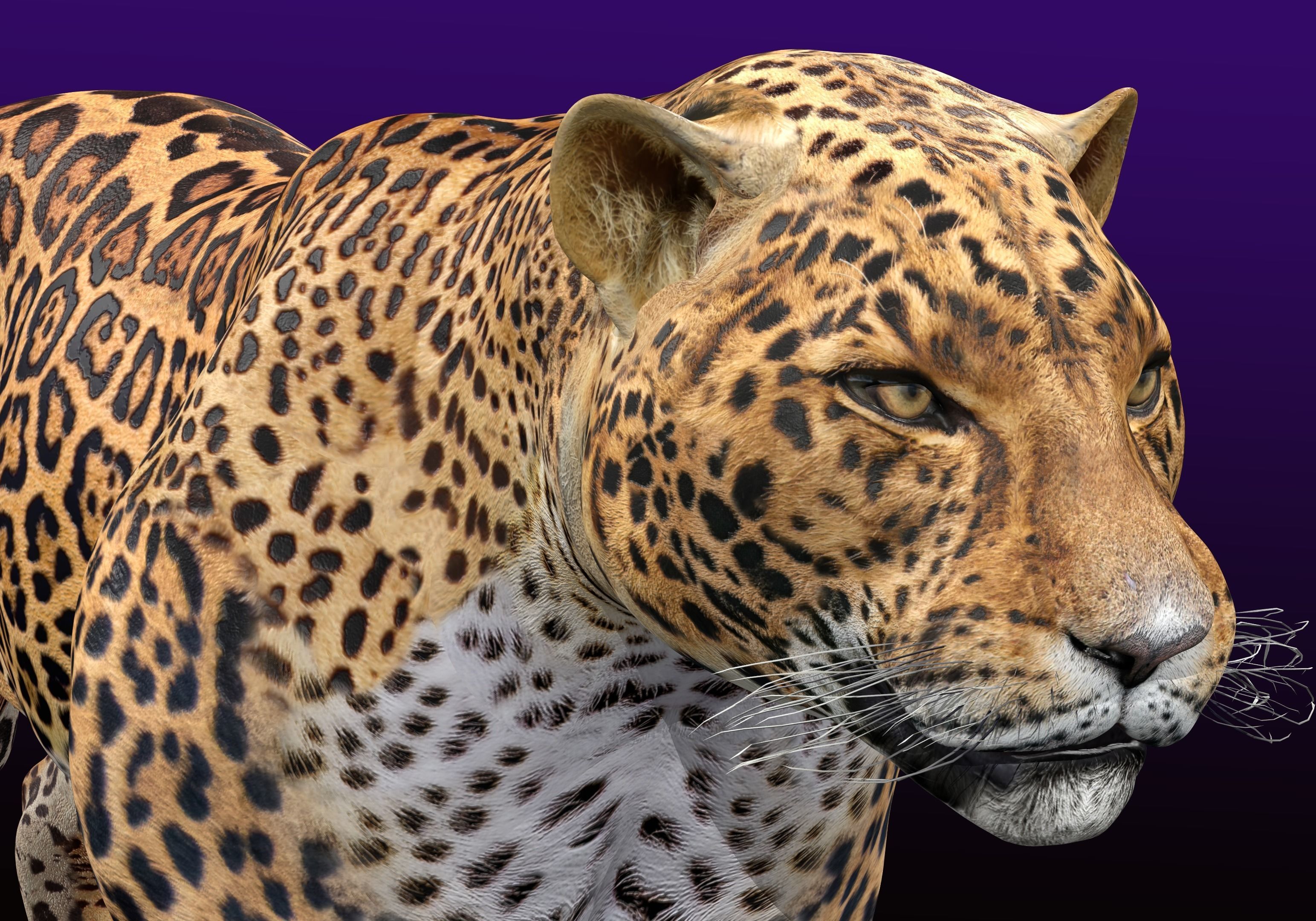 Jaguar Rigged 3D model_2