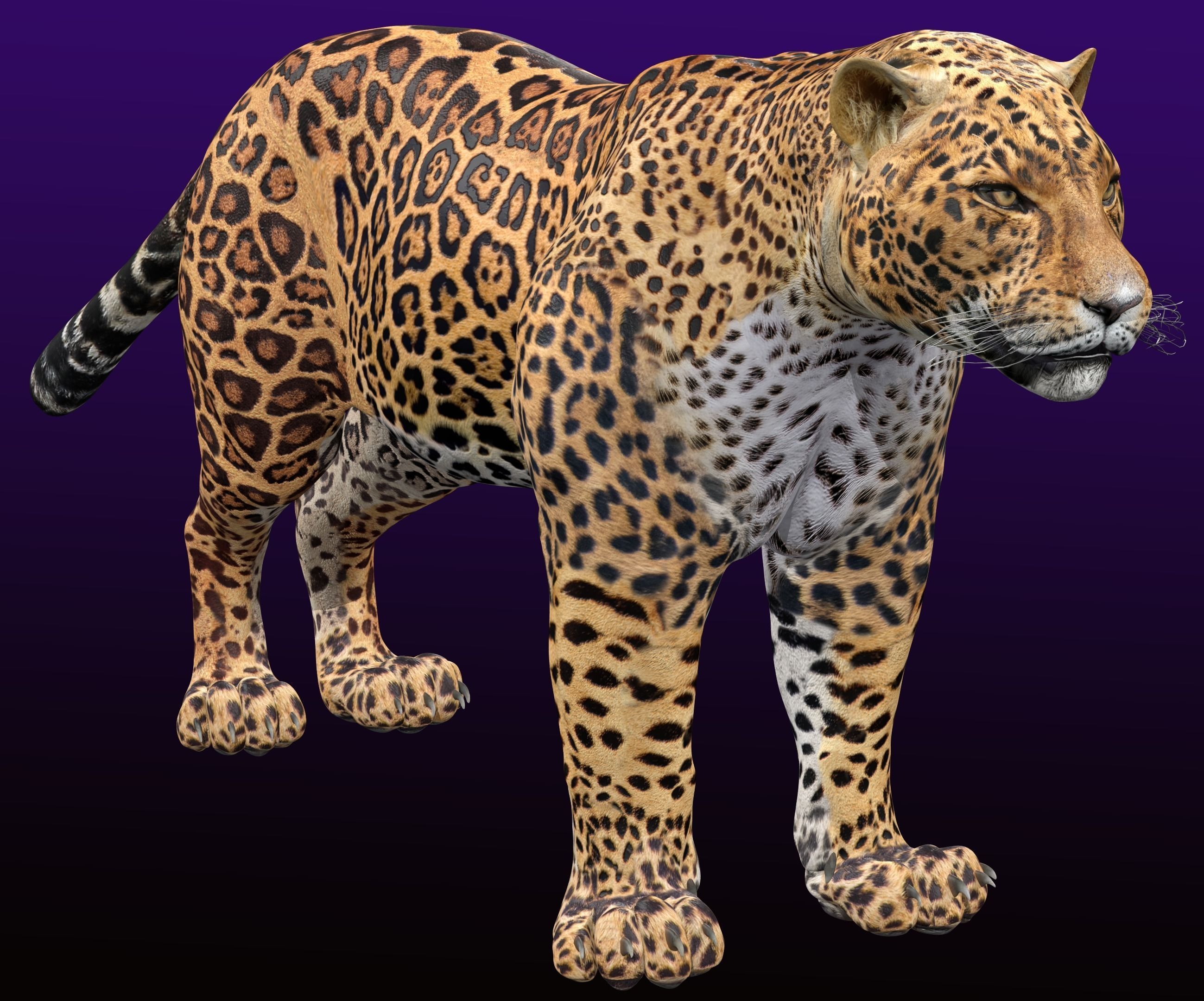 Jaguar Rigged 3D model_9