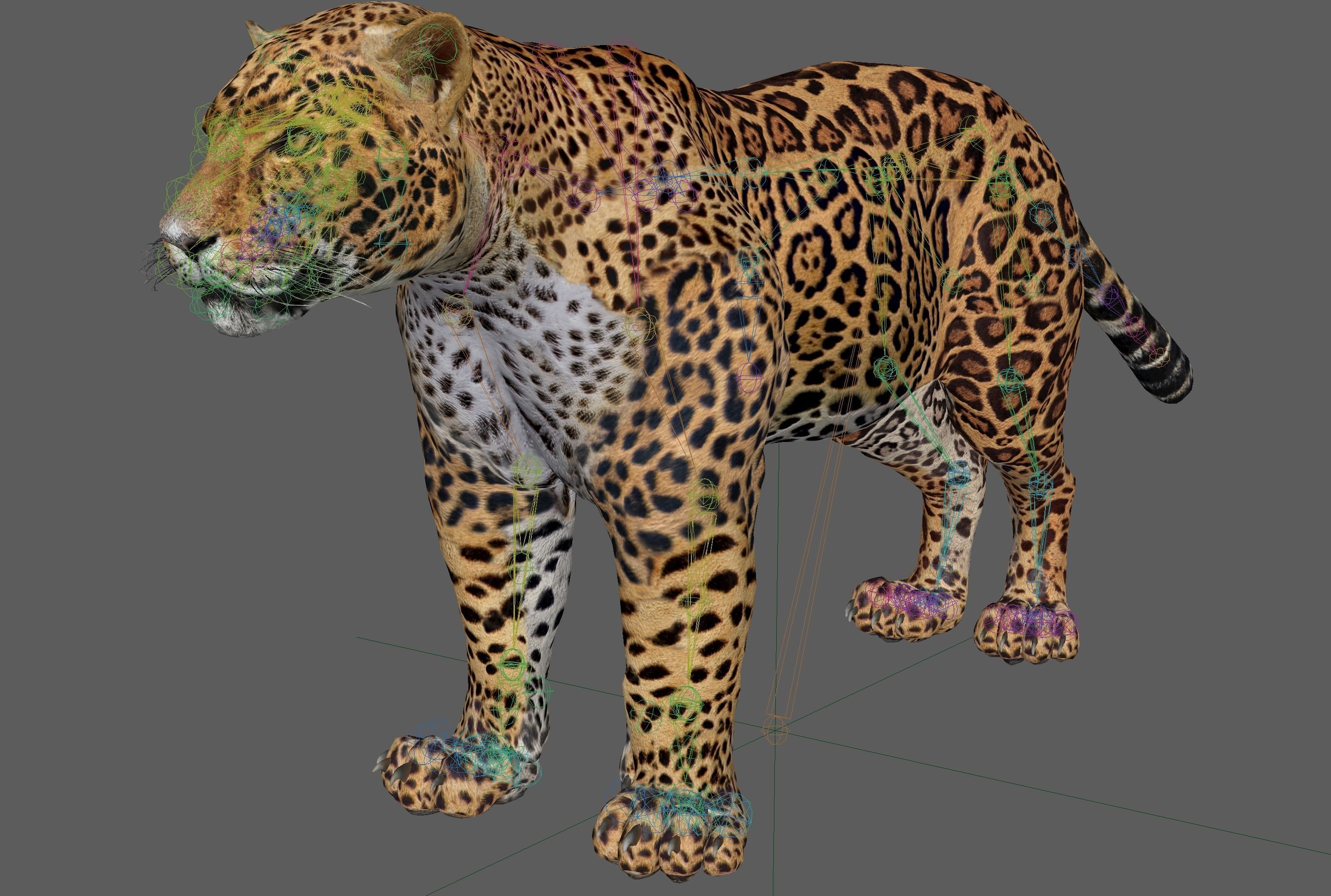 Jaguar Rigged 3D model_22