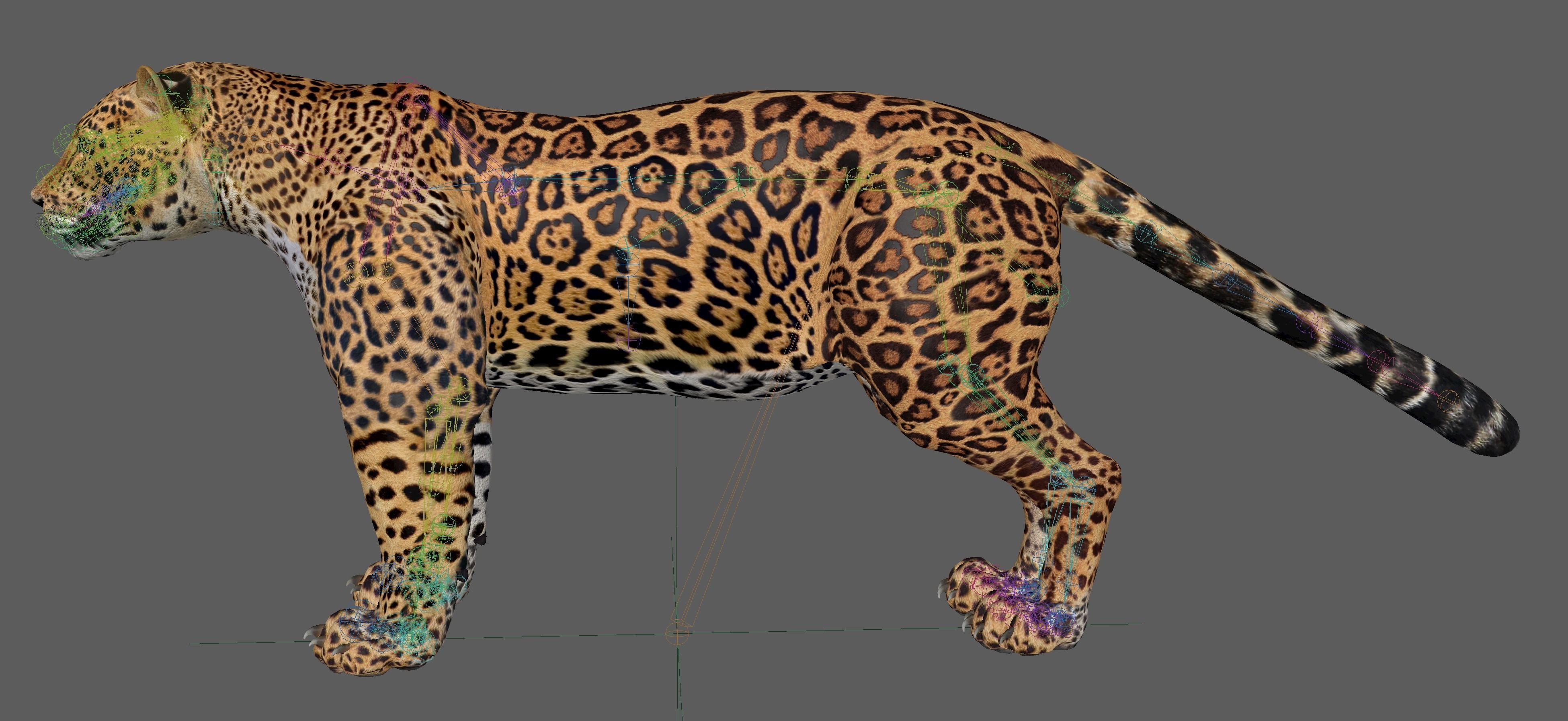 Jaguar Rigged 3D model_20