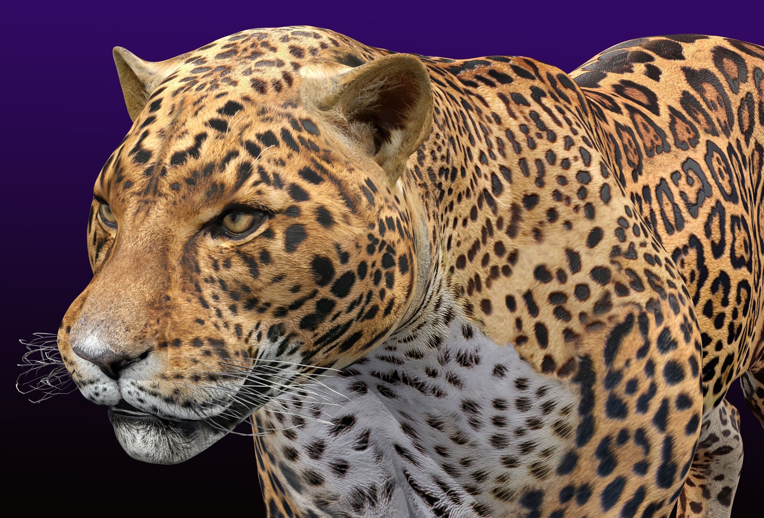 Jaguar Rigged 3D model_3