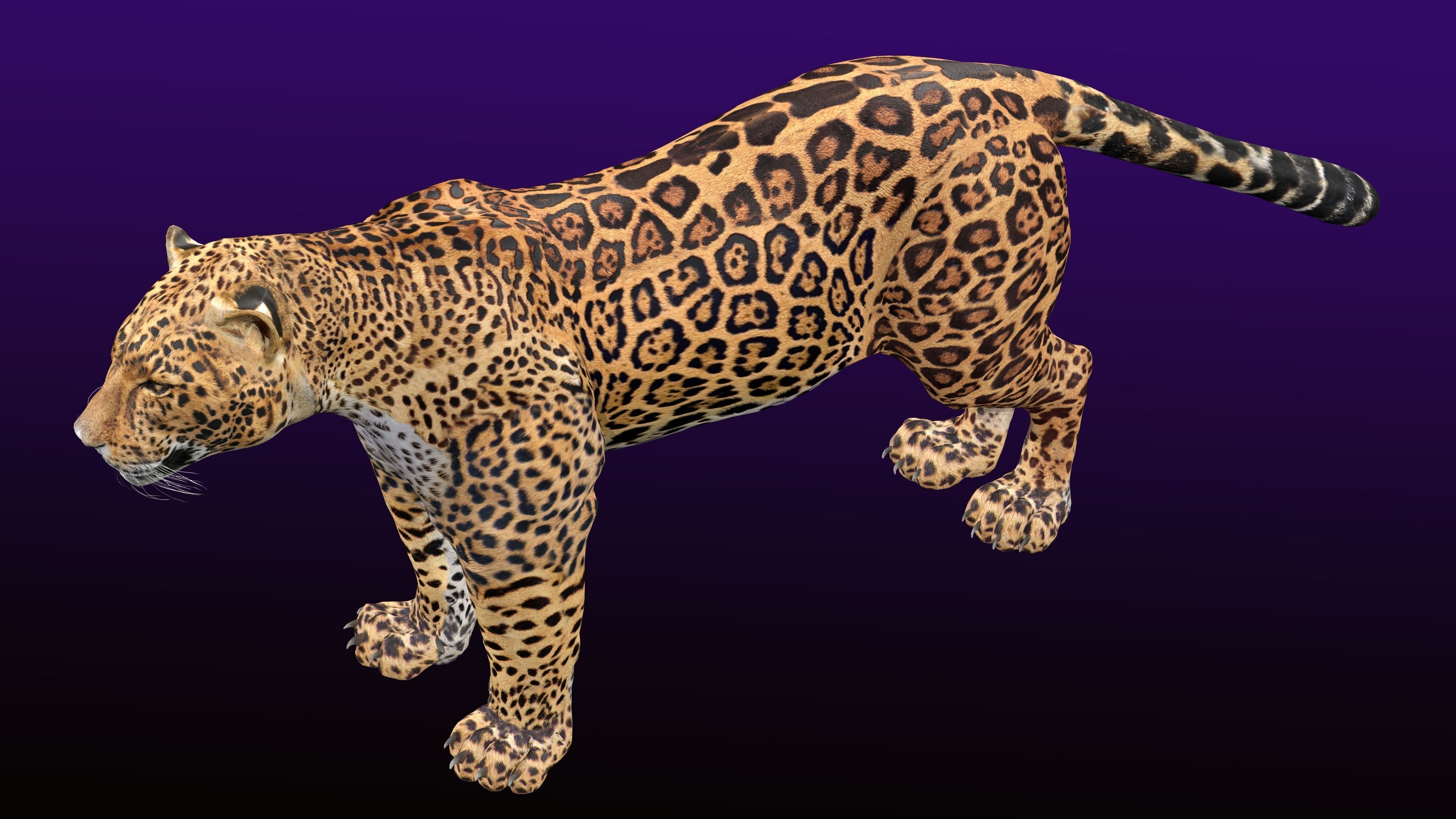 Jaguar Rigged 3D model_1