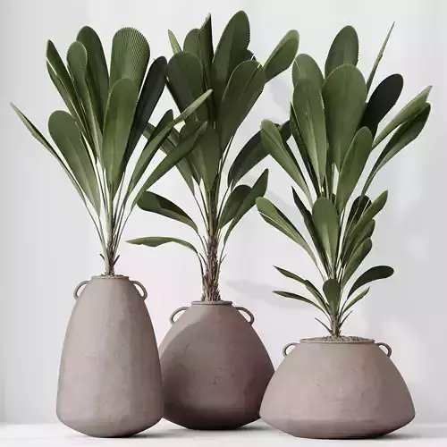 HQ HousePlants Licuala Grandis Ruffled Fan Palm Set02 3D model