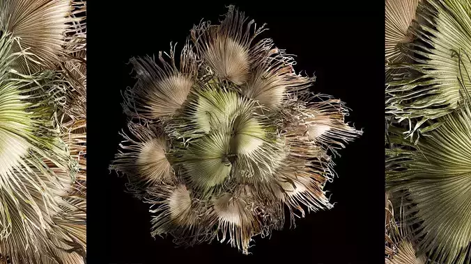 wreath bouquet of dry branches of palm leaves 309