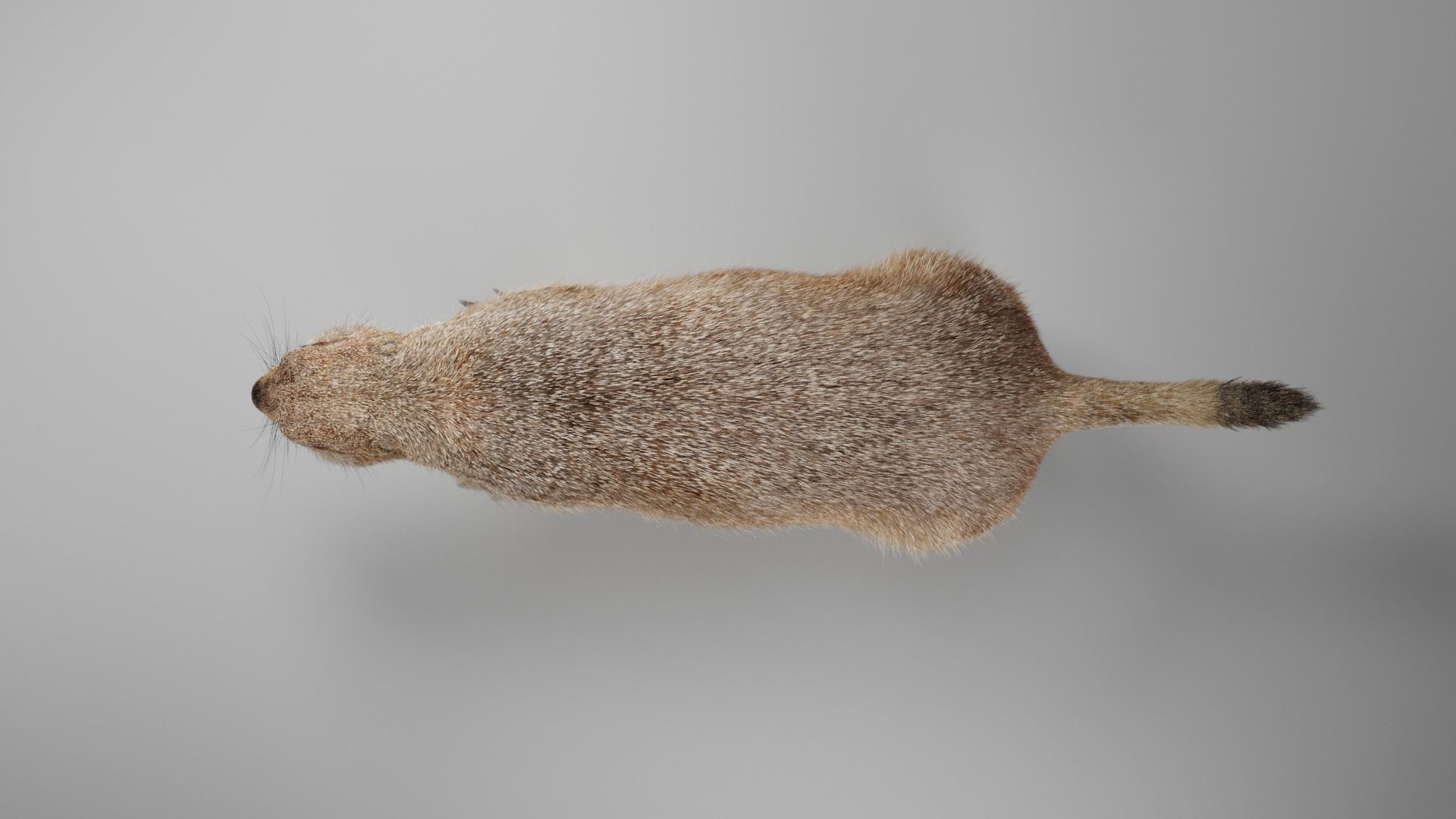 Prairie Dog Animation  VFX Grace 3D model_10