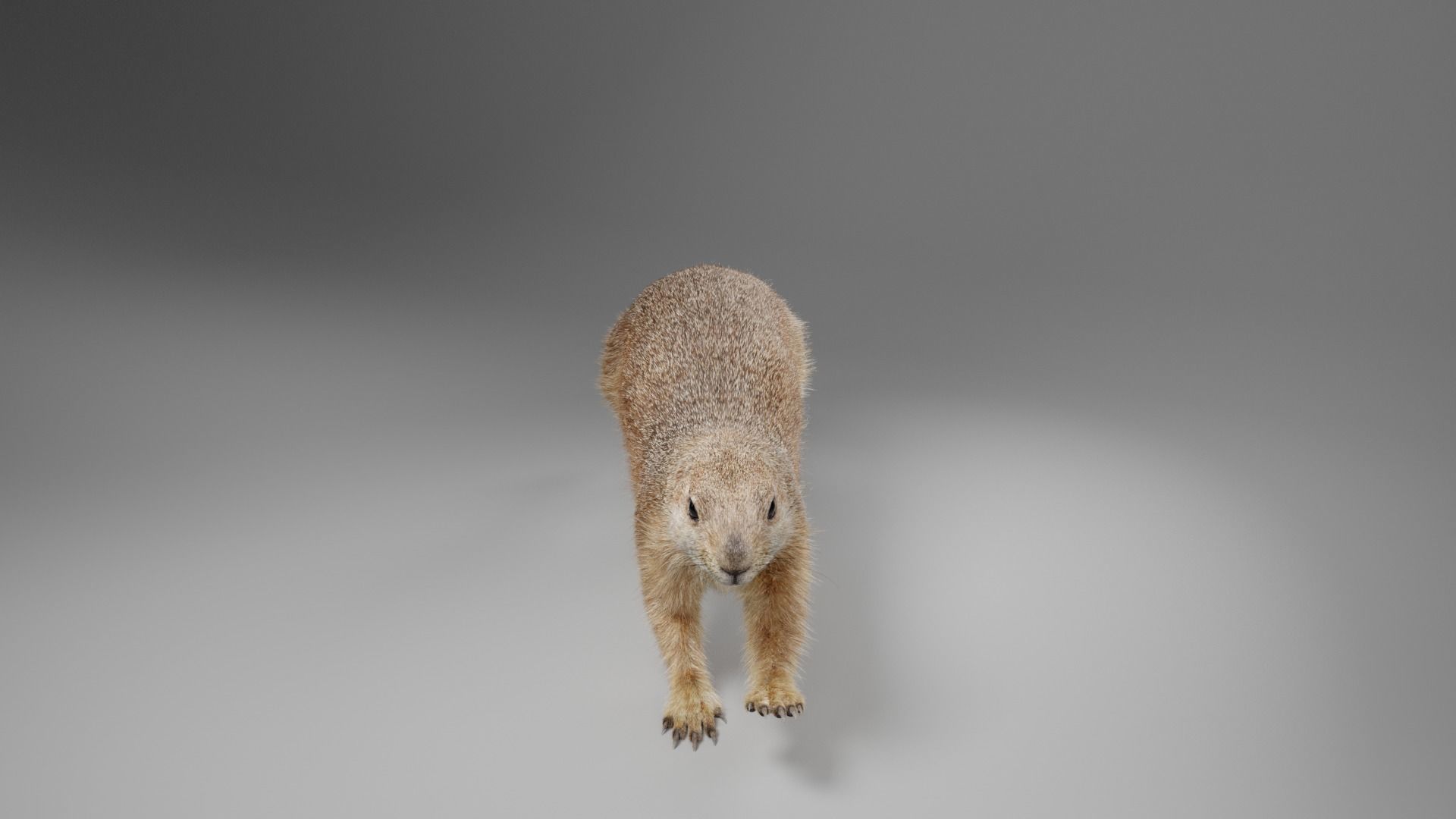 Prairie Dog Animation  VFX Grace 3D model_9