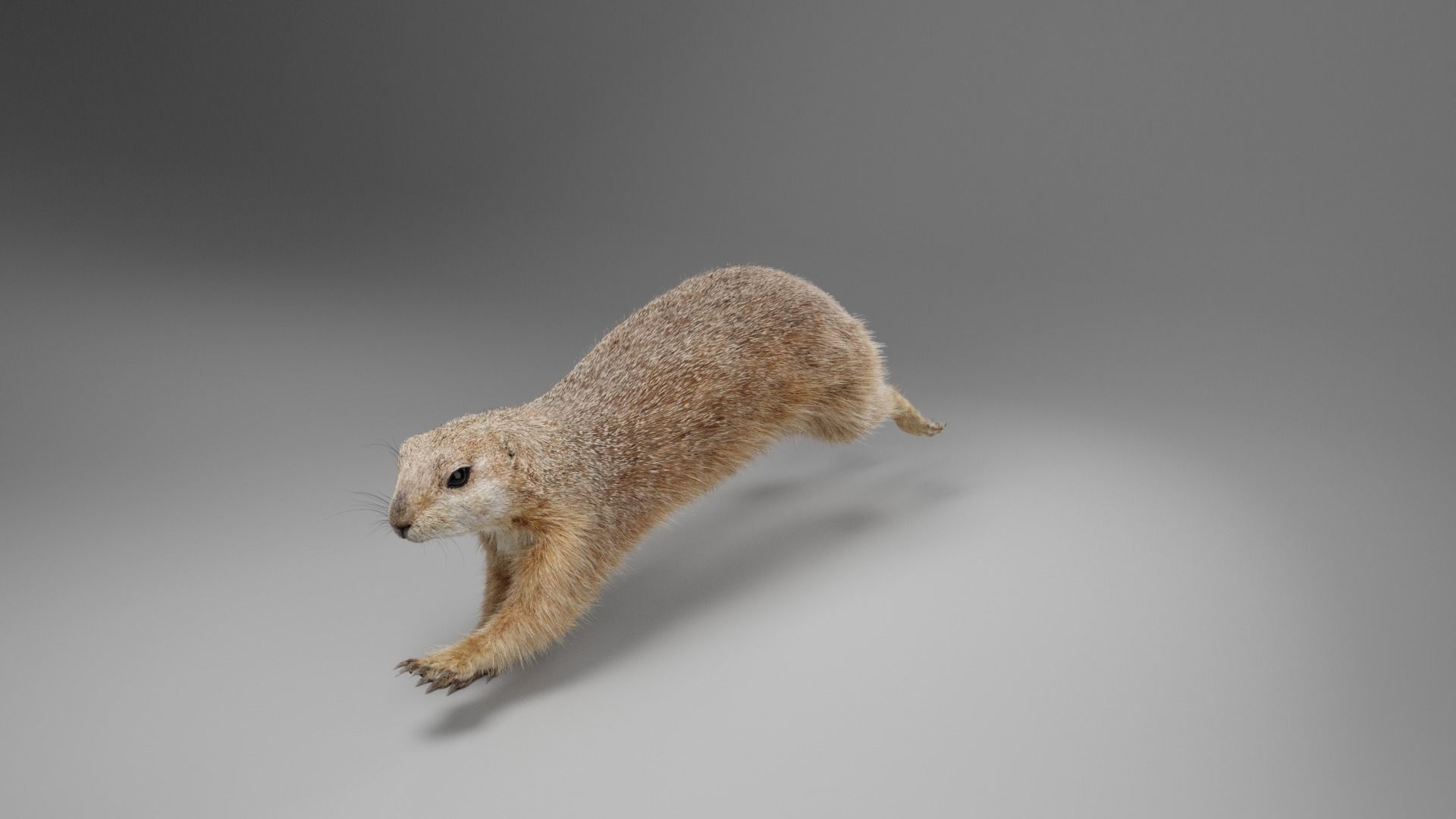 Prairie Dog Animation  VFX Grace 3D model_7