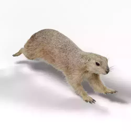 Prairie Dog Animation  VFX Grace 3D model