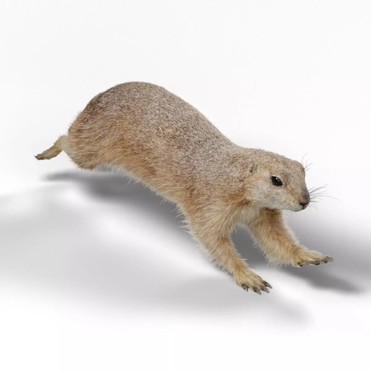 Prairie Dog Animation  VFX Grace 3D model_0