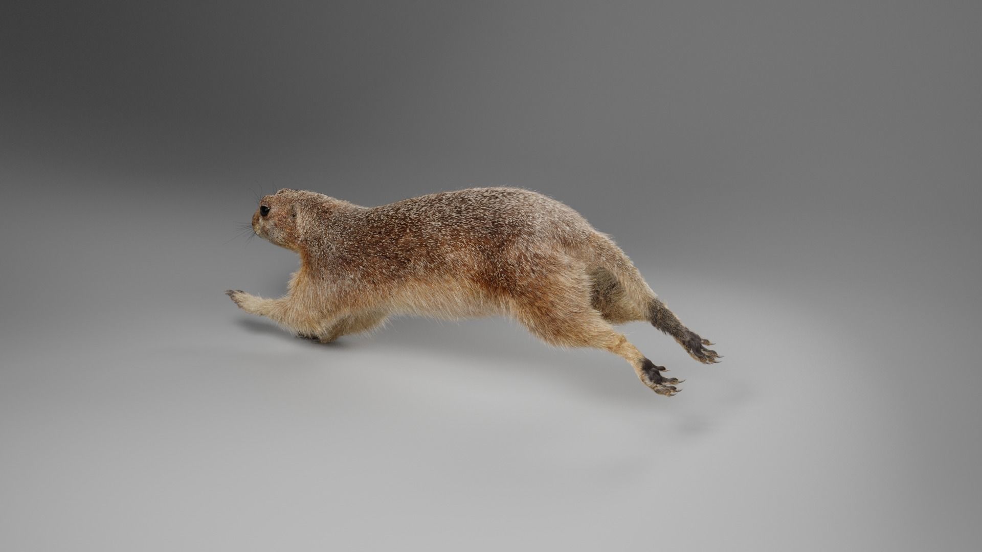 Prairie Dog Animation  VFX Grace 3D model_8