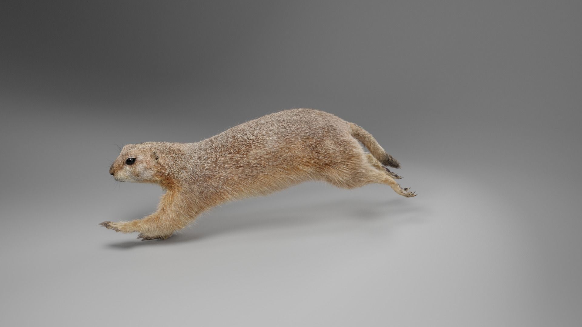 Prairie Dog Animation  VFX Grace 3D model_6