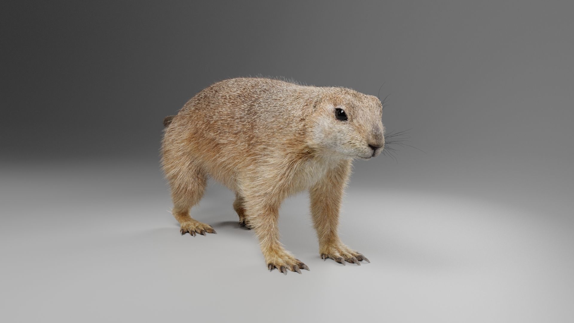 Prairie Dog Animation  VFX Grace 3D model_11