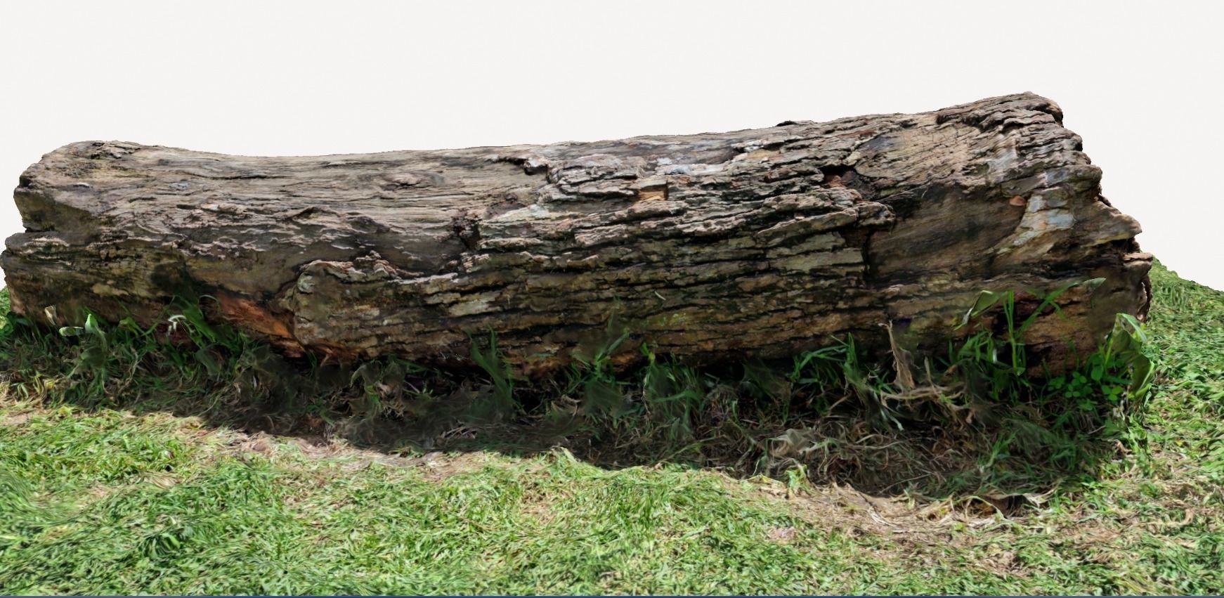 Tree bark on ground high scanned 3D model 3D model_3