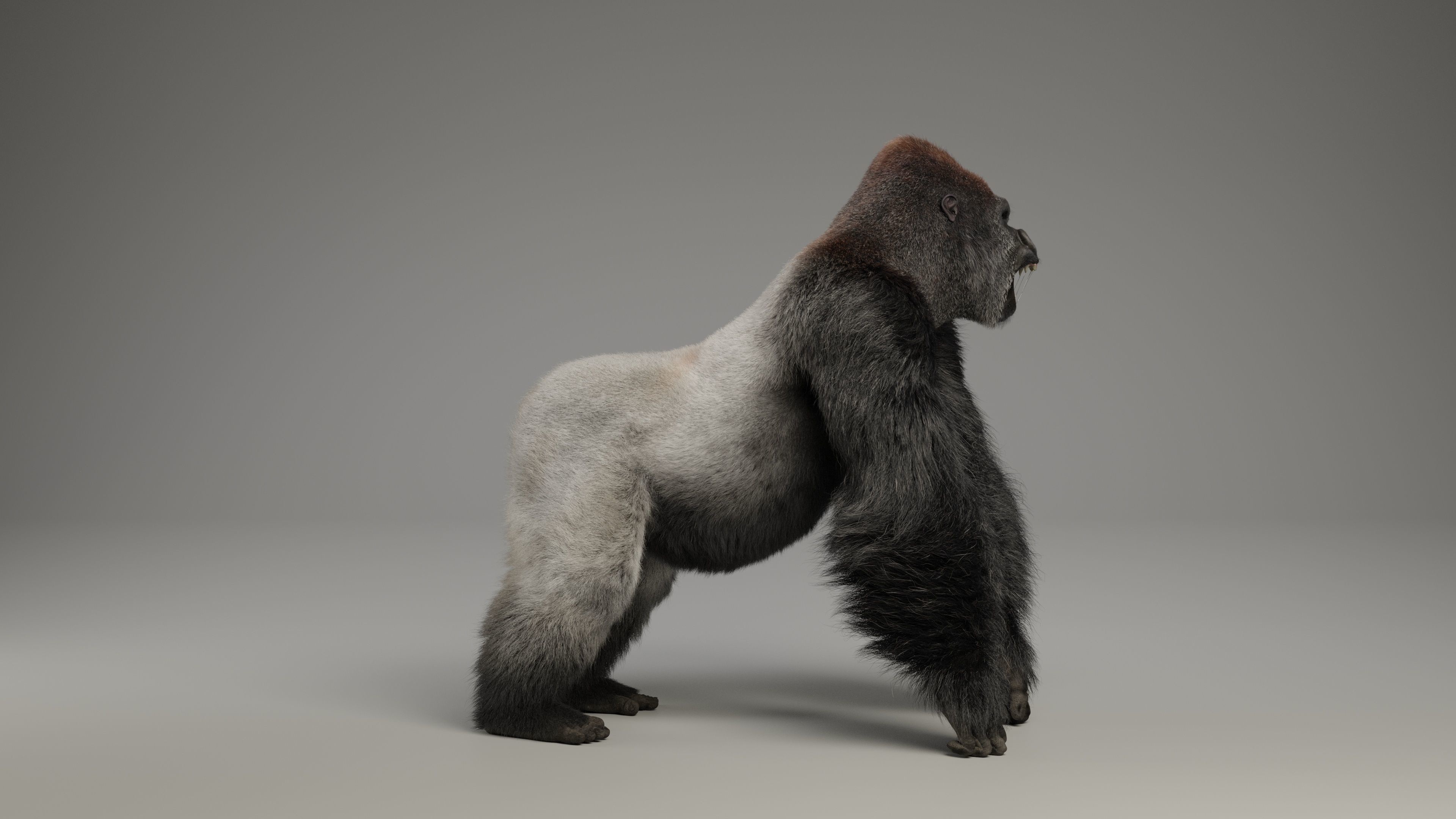 Silverback Gorilla Animation  VFX Grace 3D model_9