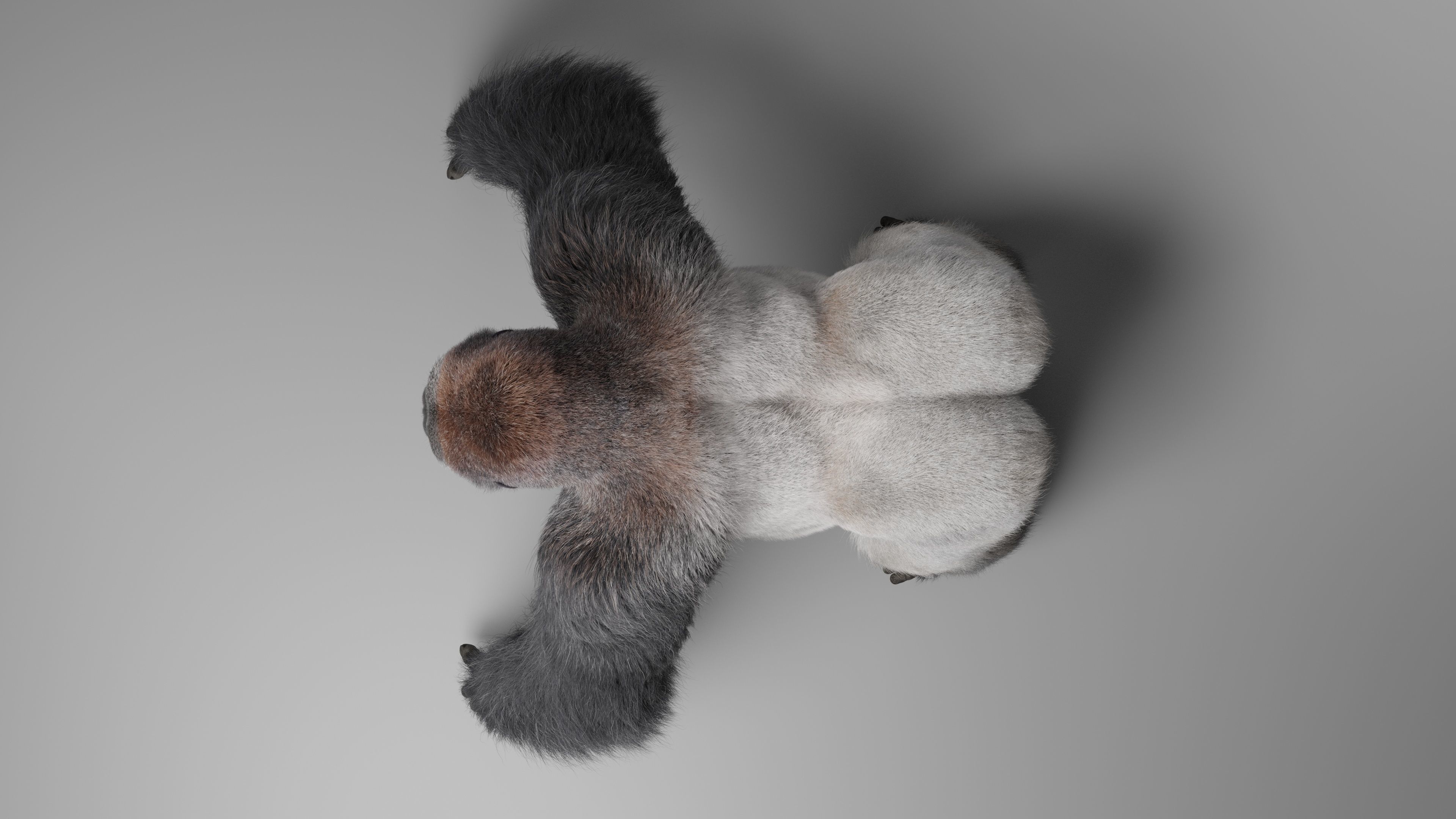 Silverback Gorilla Animation  VFX Grace 3D model_15