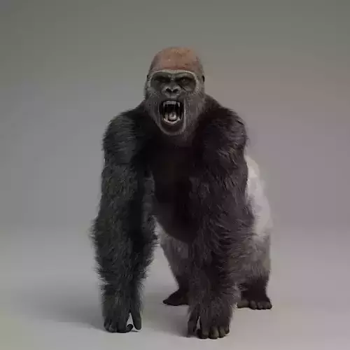 Silverback Gorilla Animation  VFX Grace 3D model
