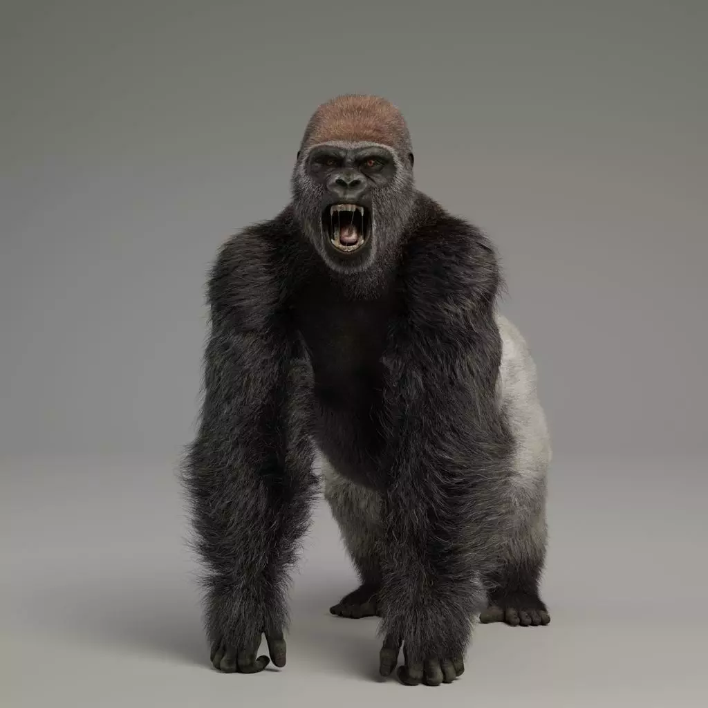 Silverback Gorilla Animation  VFX Grace 3D model_0