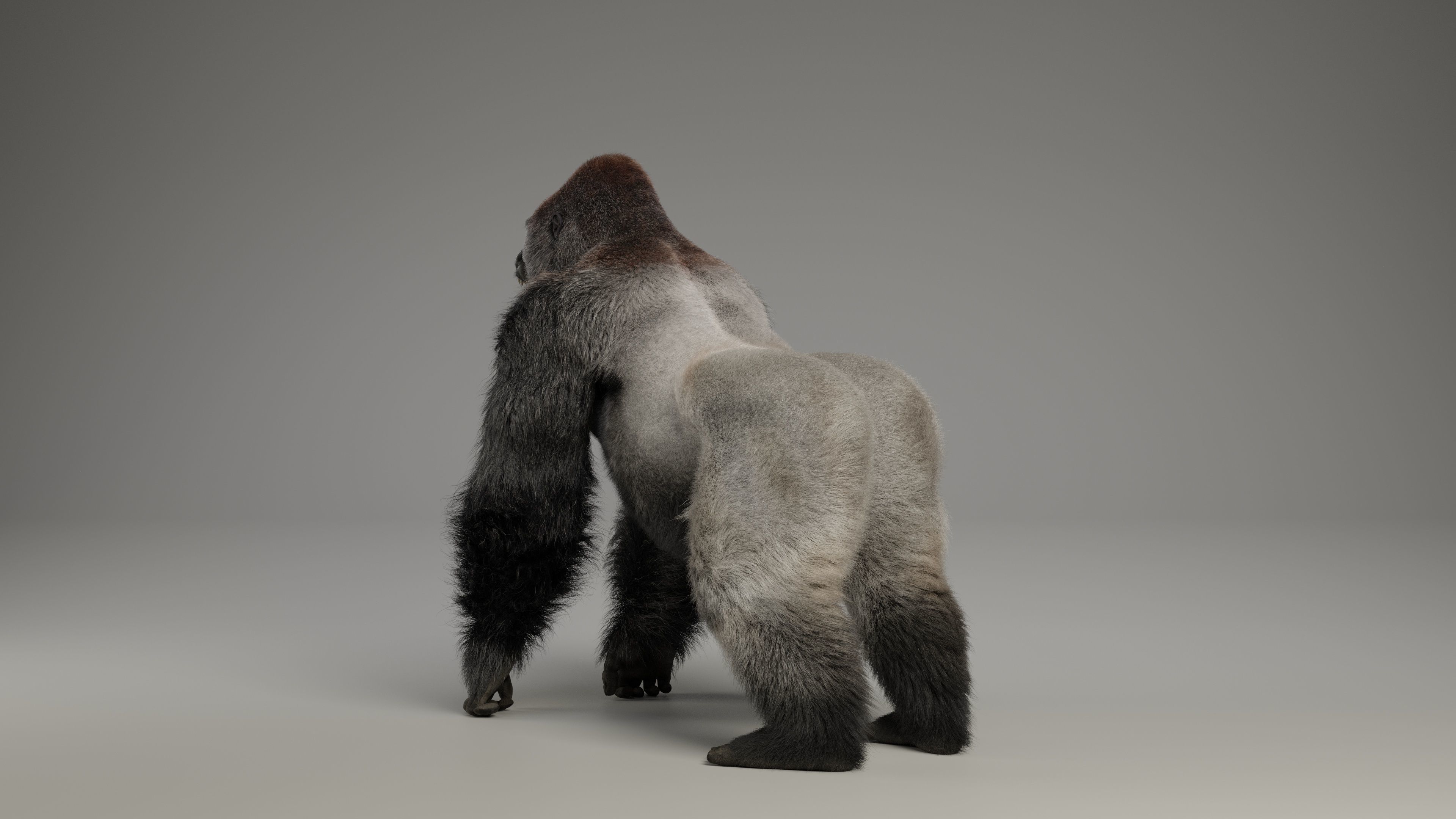 Silverback Gorilla Animation  VFX Grace 3D model_12