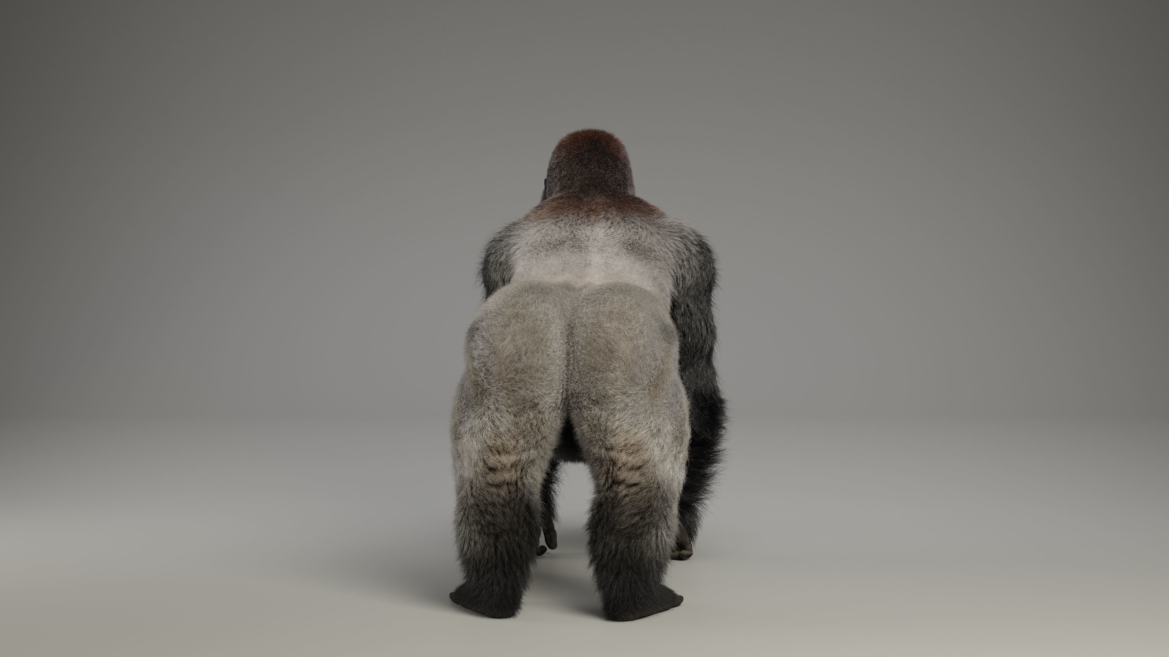 Silverback Gorilla Animation  VFX Grace 3D model_11