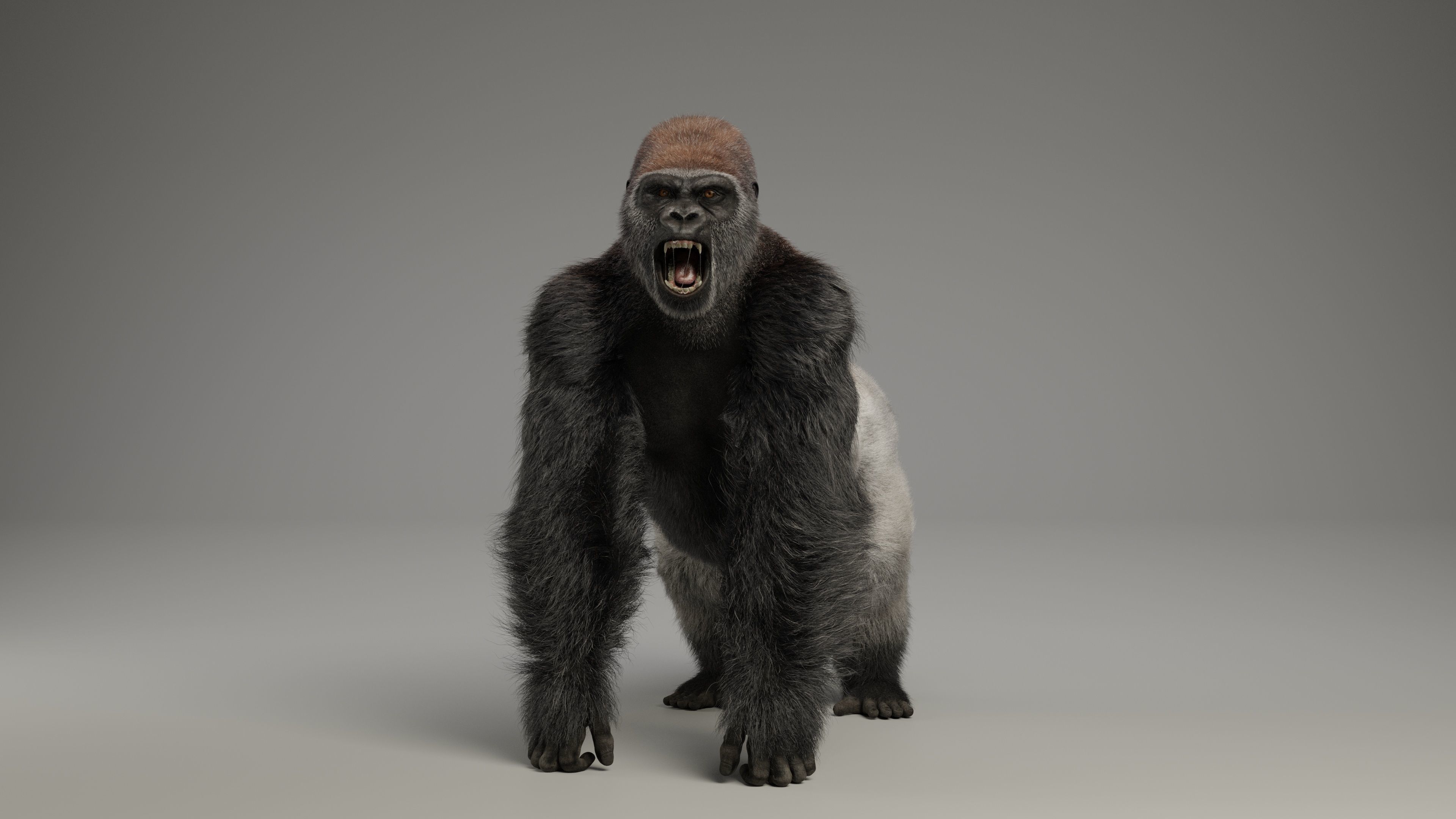 Silverback Gorilla Animation  VFX Grace 3D model_7