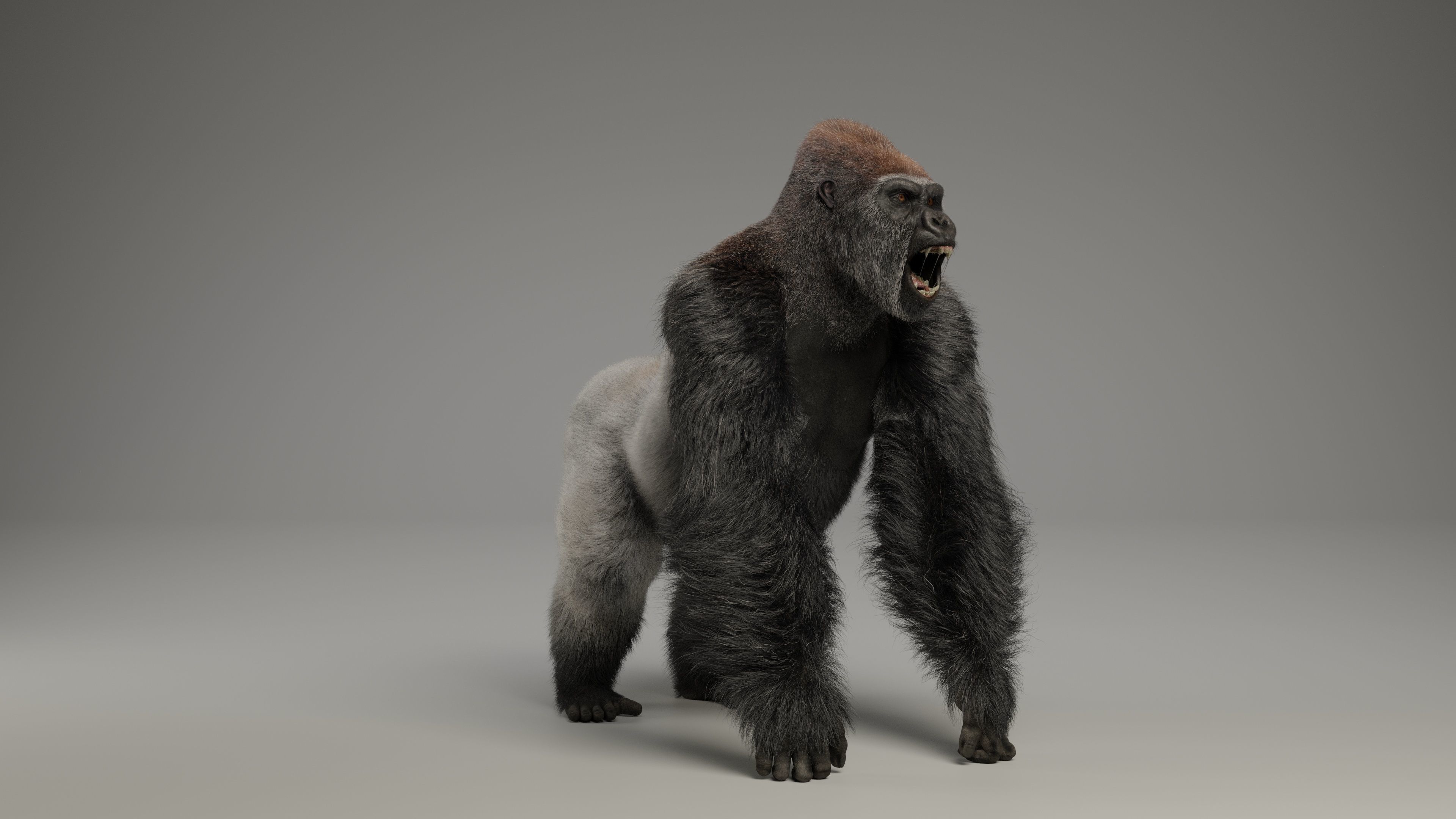 Silverback Gorilla Animation  VFX Grace 3D model_8