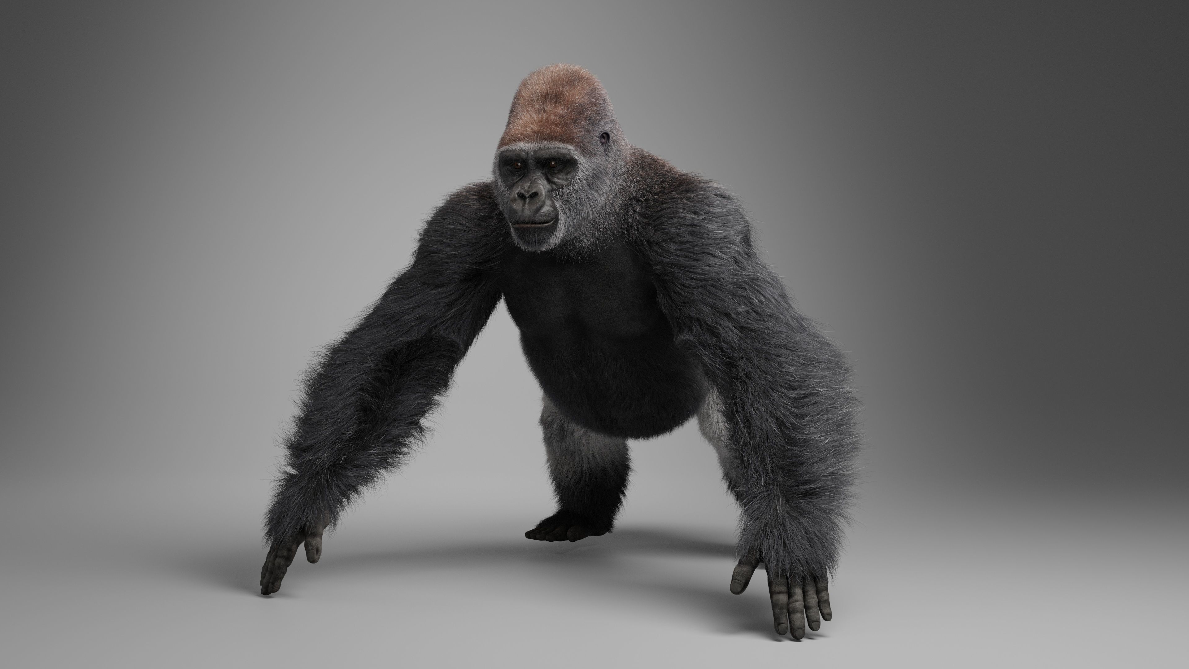 Silverback Gorilla Animation  VFX Grace 3D model_16