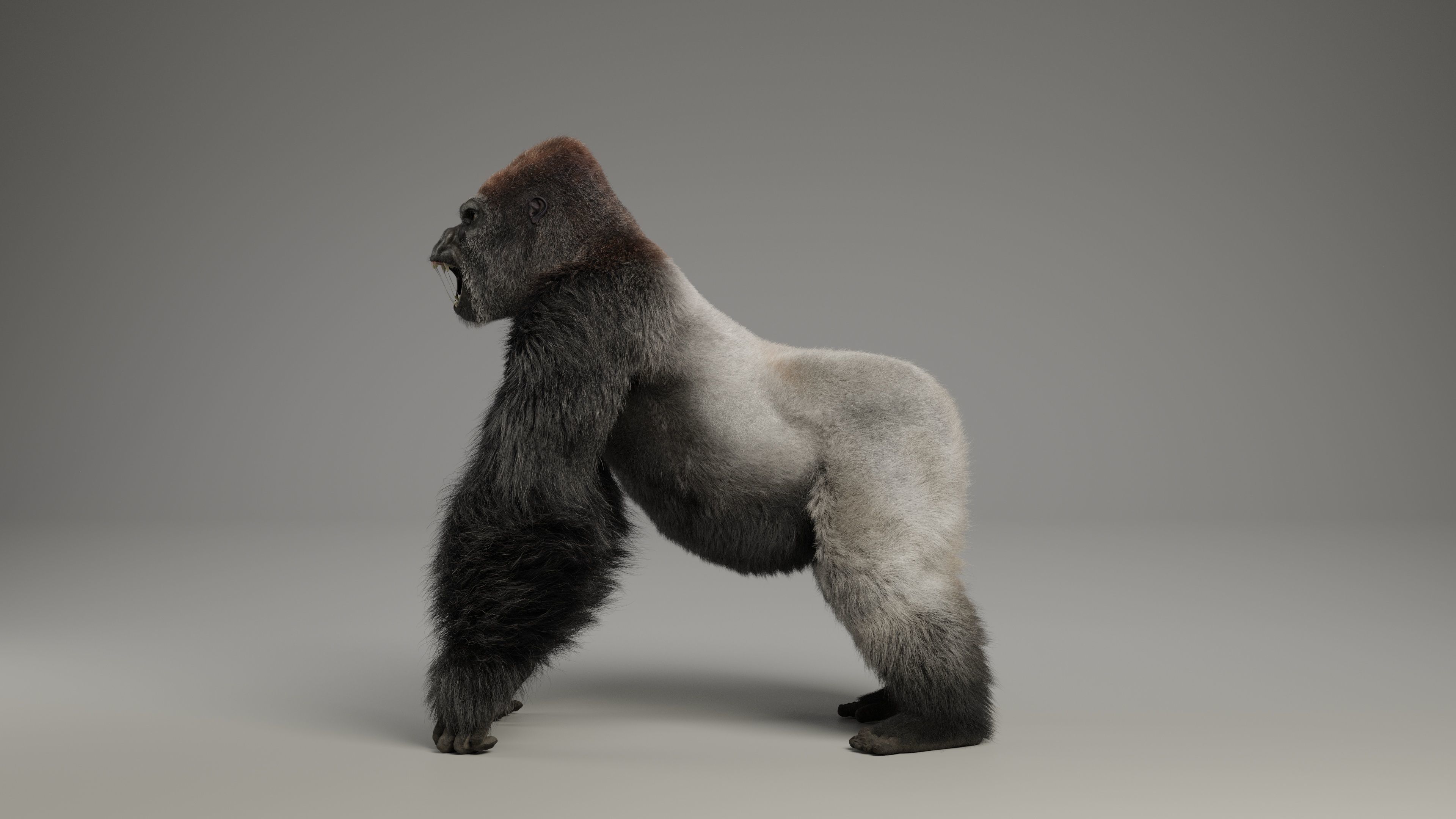 Silverback Gorilla Animation  VFX Grace 3D model_13