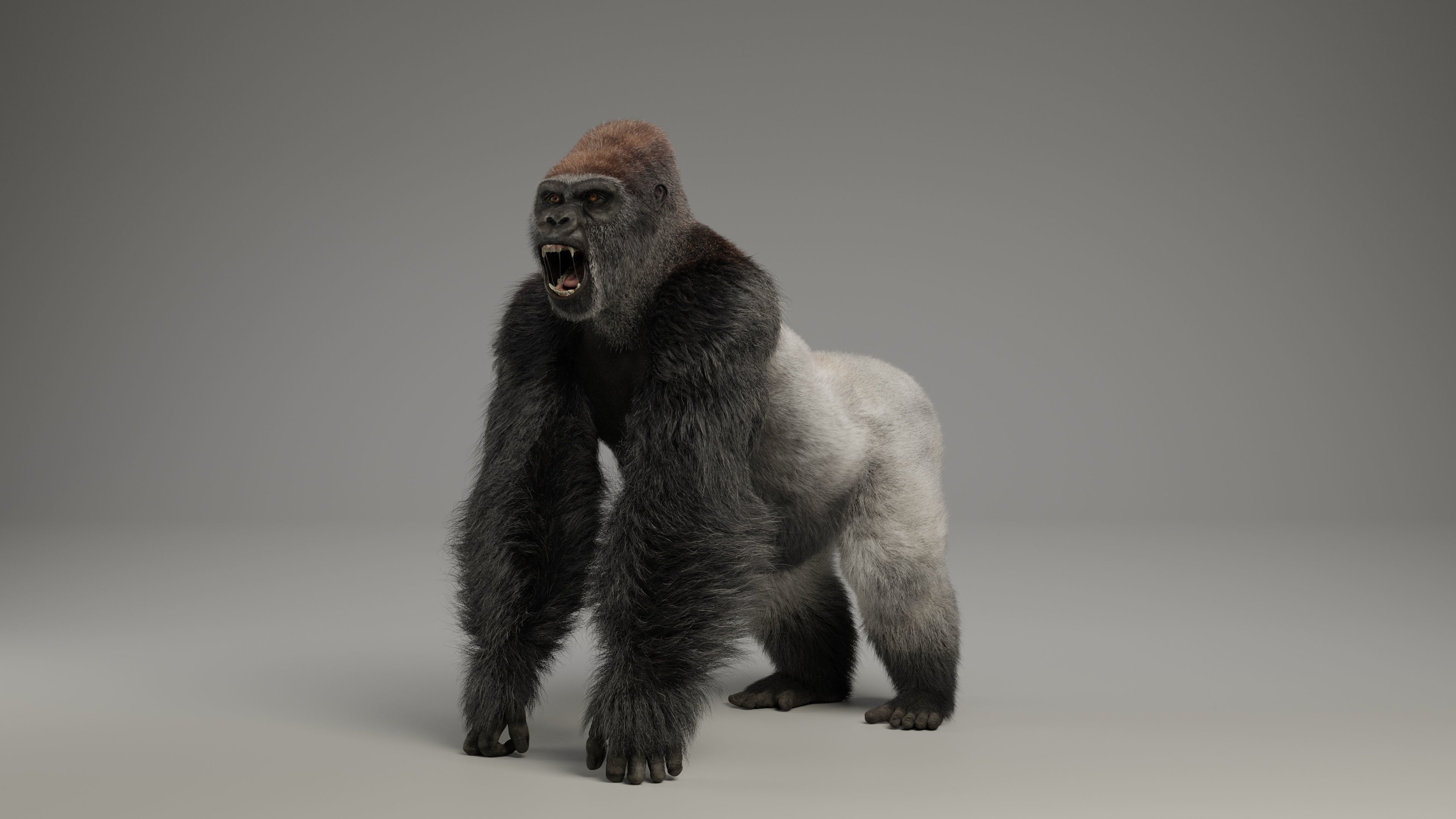 Silverback Gorilla Animation  VFX Grace 3D model_14