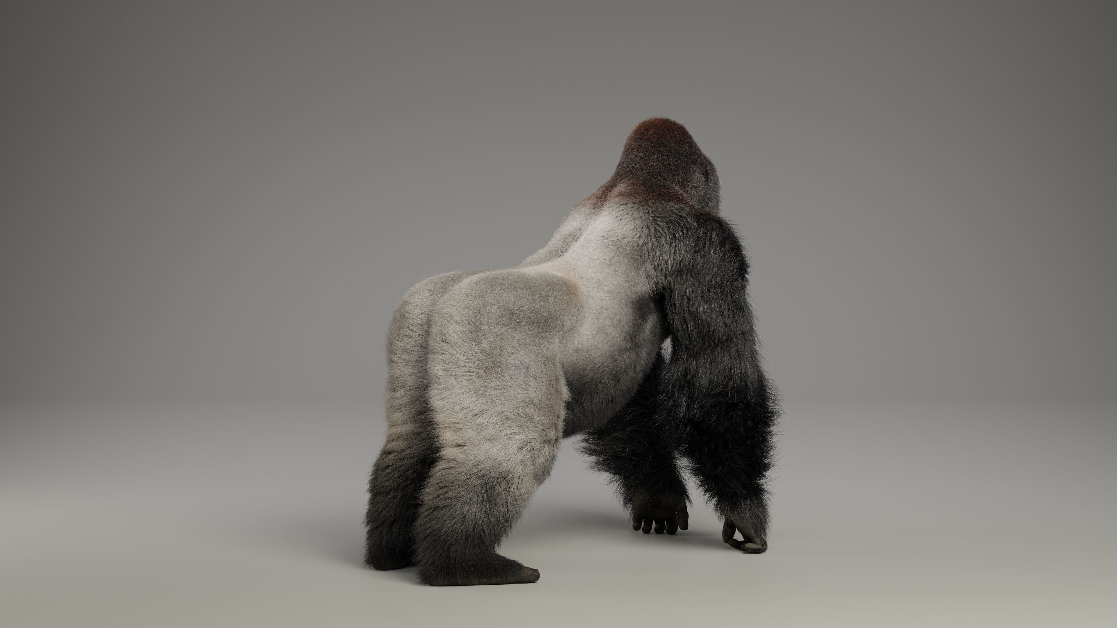 Silverback Gorilla Animation  VFX Grace 3D model_10
