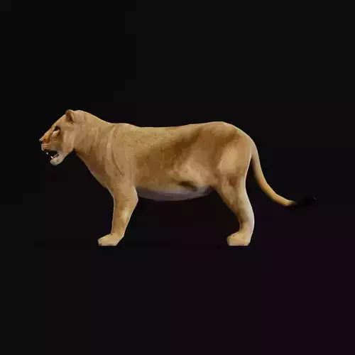  Southern African Lion Low-poly 3D model