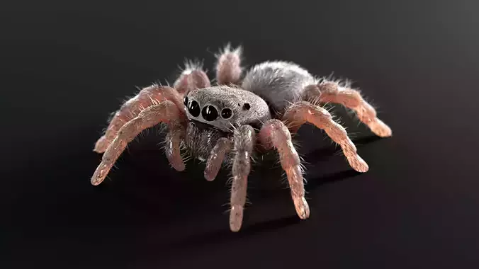 Jumping Spider Low-poly 3D model