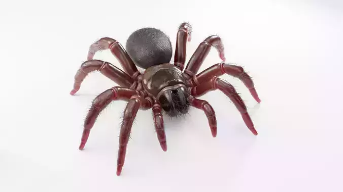 Trapdoor Spider Low-poly 3D model