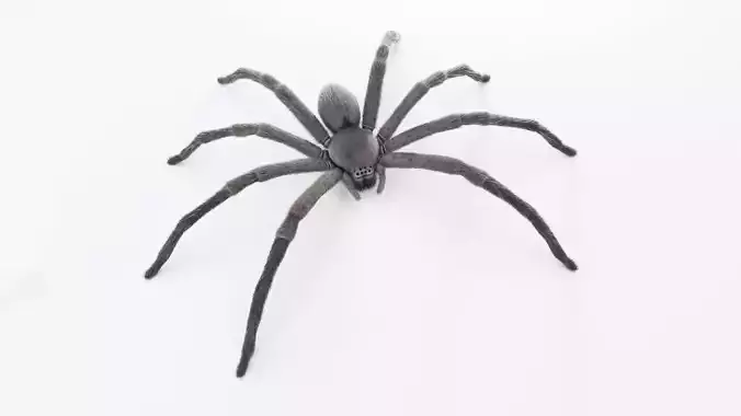 Huntsman Spider Low-poly 3D model