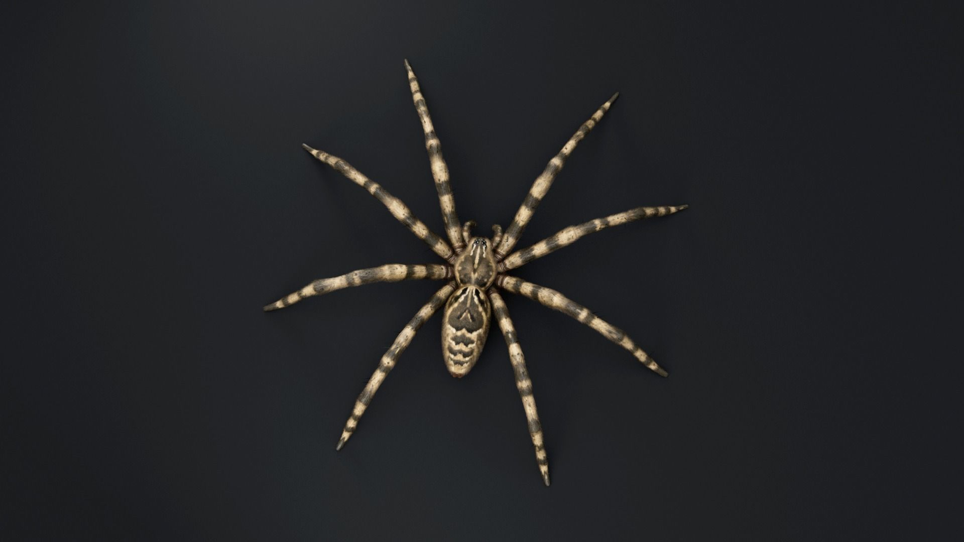 Fishing Spider Low-poly 3D model_7