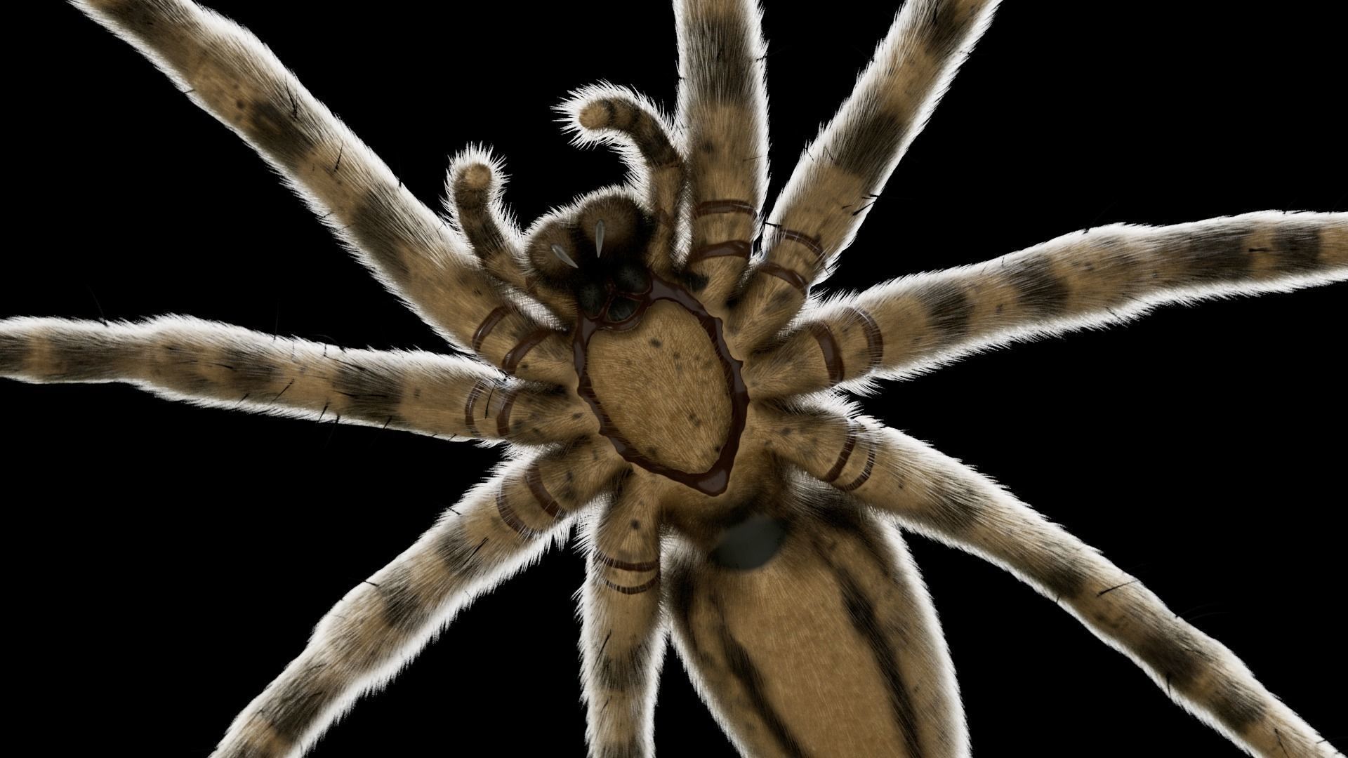 Fishing Spider Low-poly 3D model_5