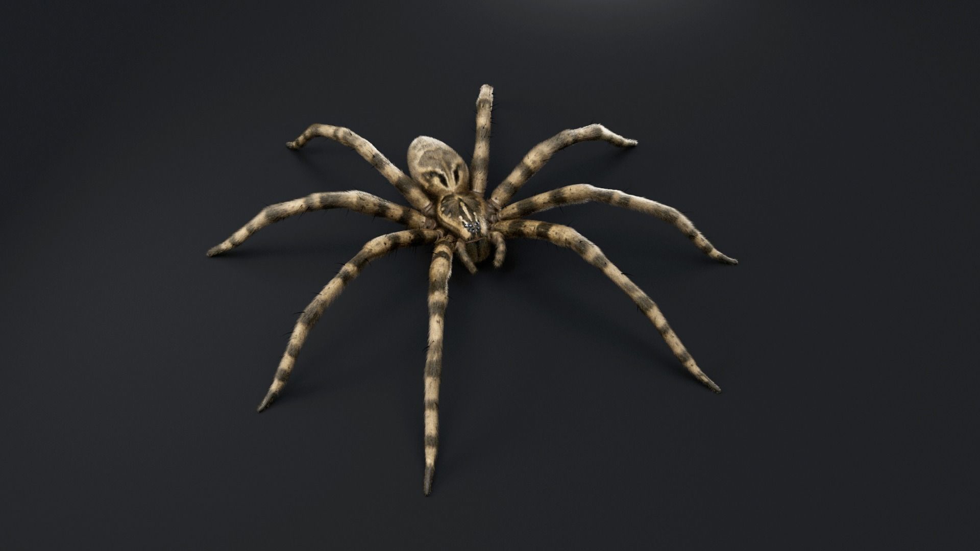 Fishing Spider Low-poly 3D model_1