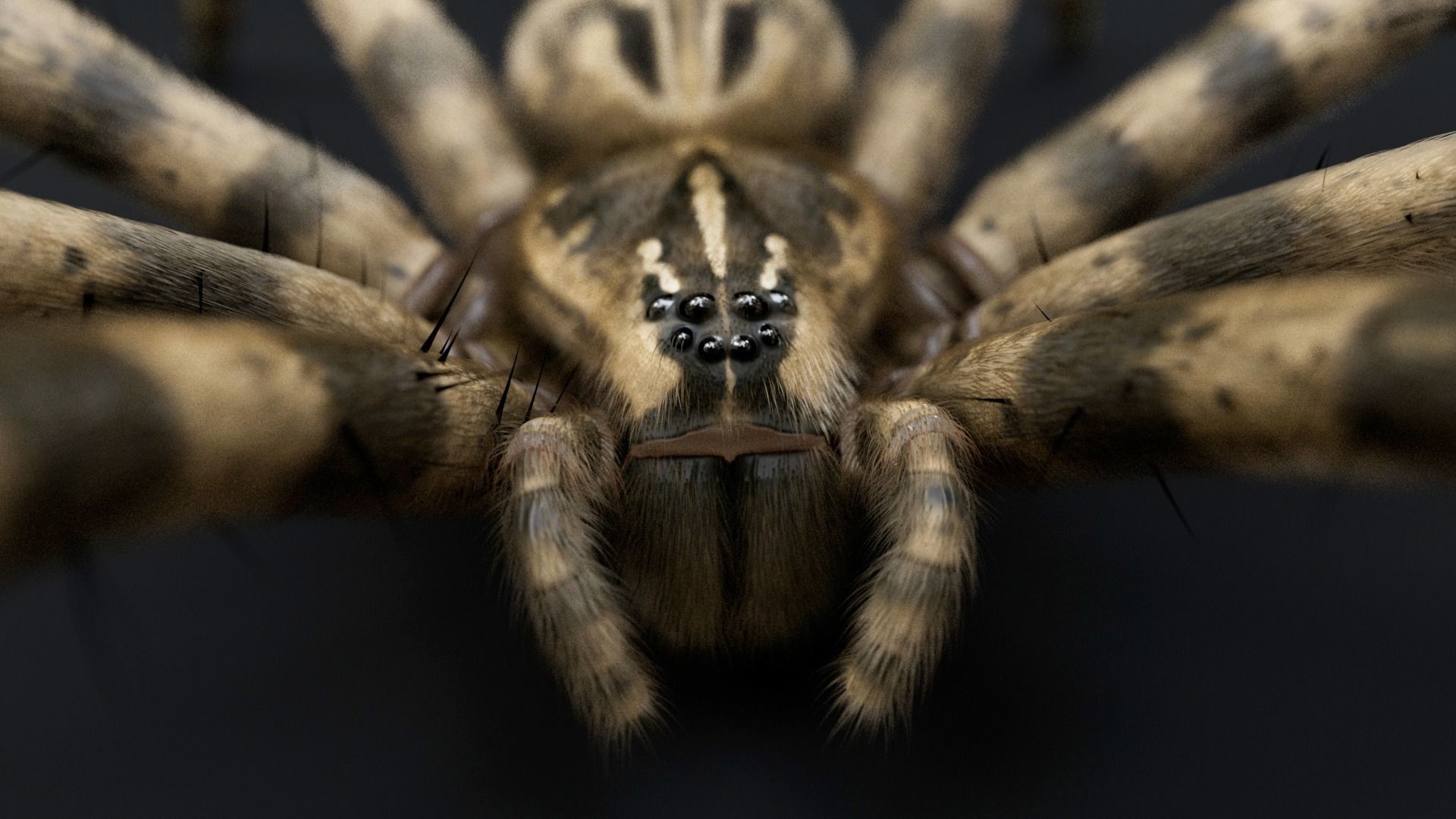 Fishing Spider Low-poly 3D model_2