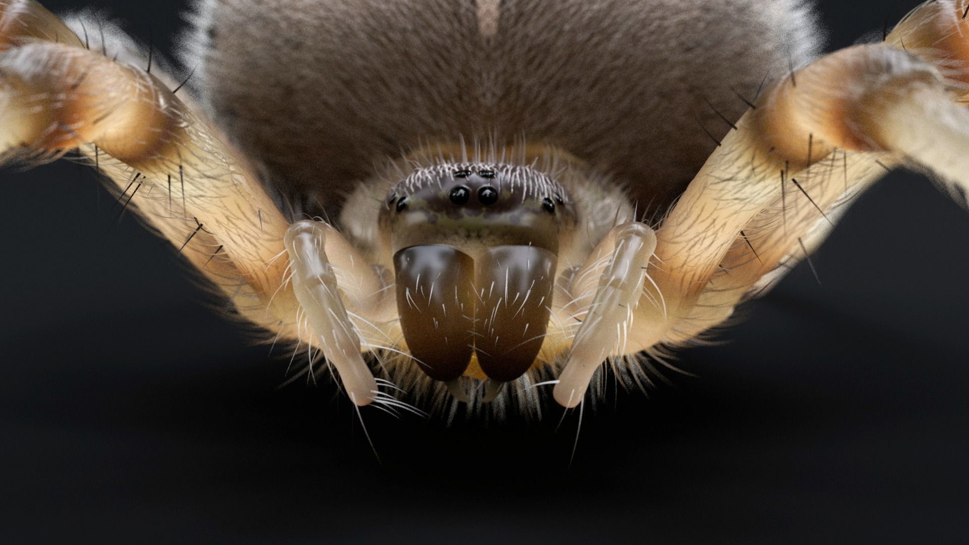 Garden Spider Low-poly 3D model_2