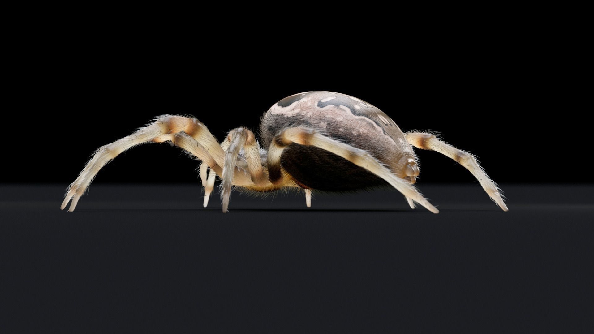 Garden Spider Low-poly 3D model_6