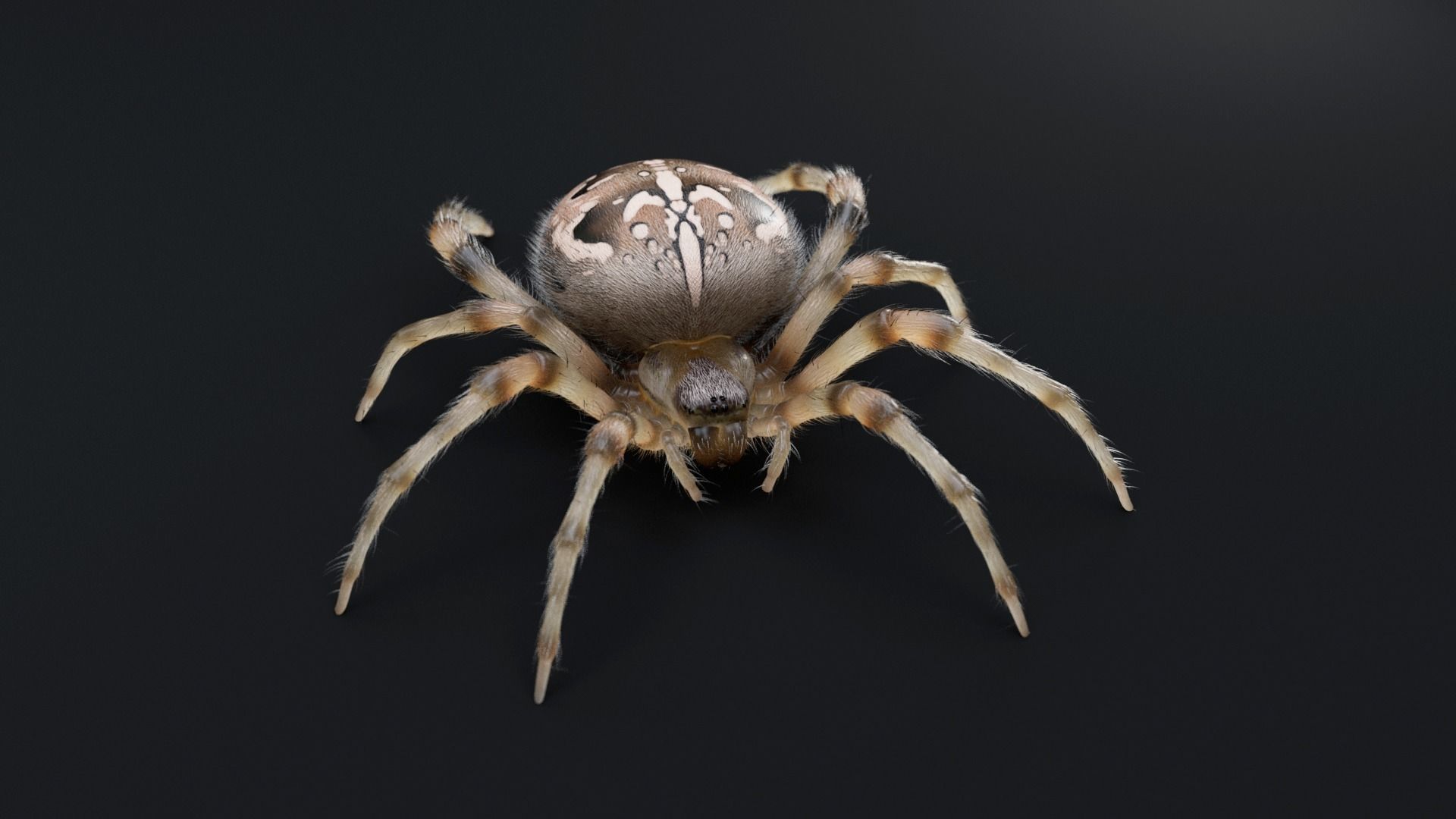 Garden Spider Low-poly 3D model_1