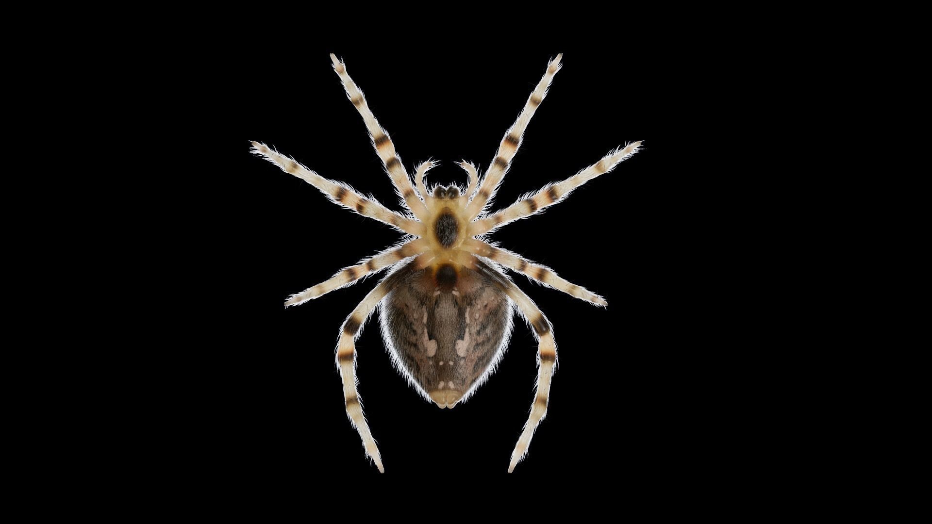 Garden Spider Low-poly 3D model_7