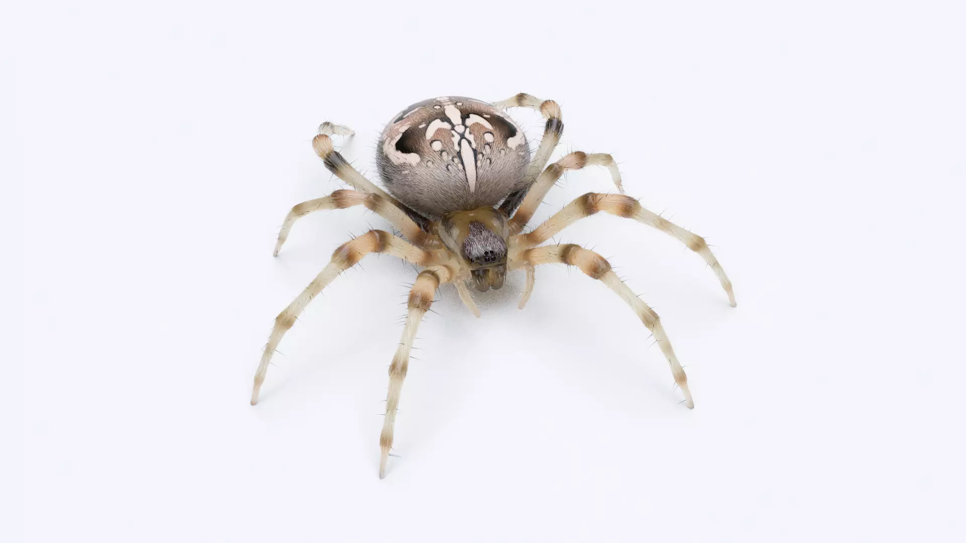 Garden Spider Low-poly 3D model_0