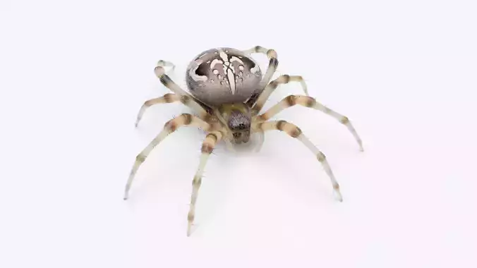Garden Spider Low-poly 3D model
