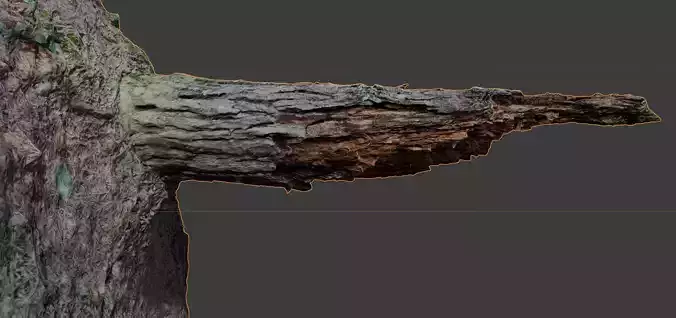 Rotten Tree trunk broken in forest 3d photorealistic scan