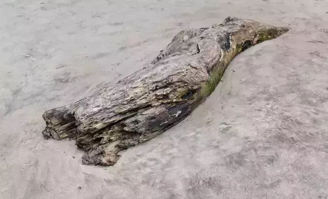 Rotten Tree Trunk on Beach photorealistic 3d scan 3D model