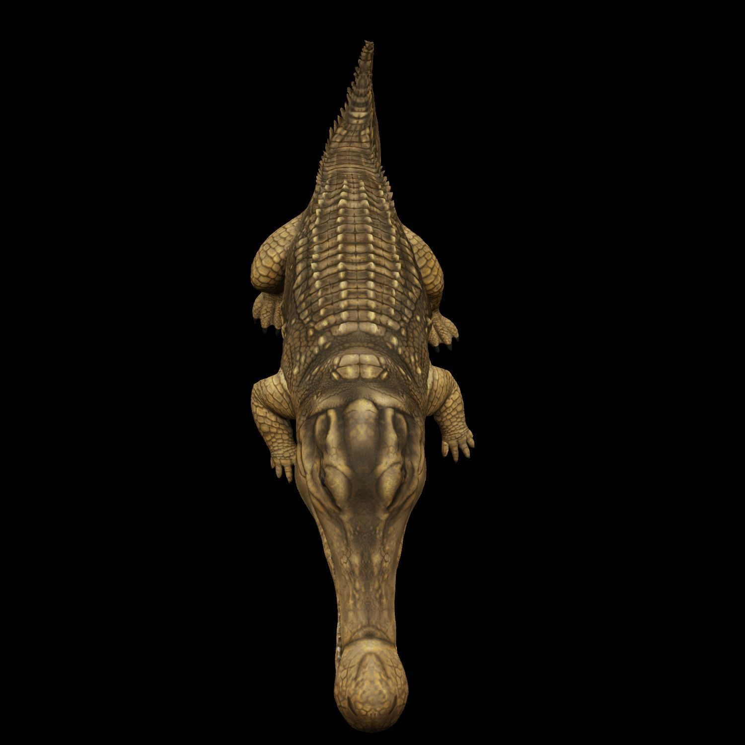 Alligator Animated Low-poly 3D model_1