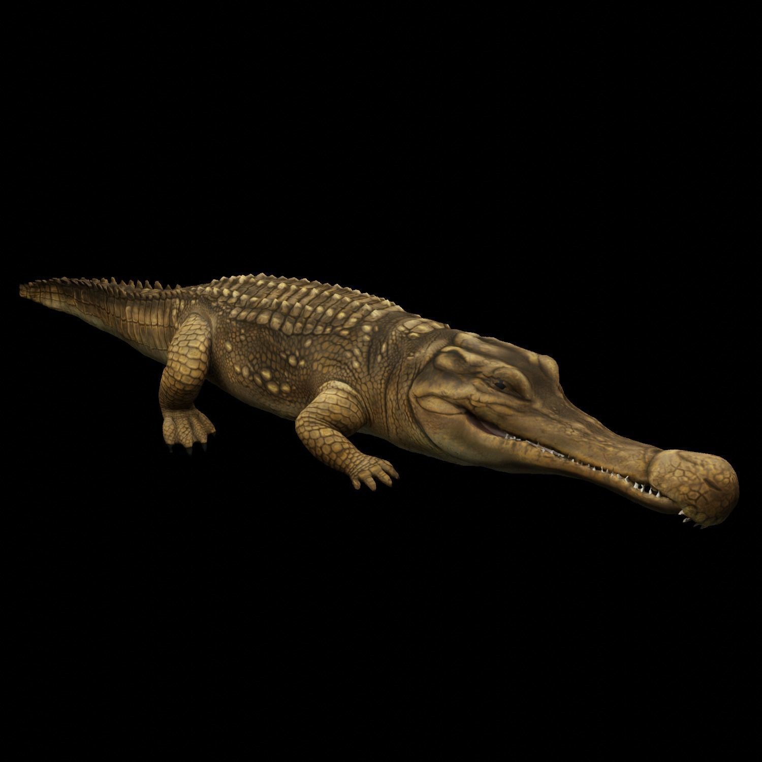 Alligator Animated Low-poly 3D model_2